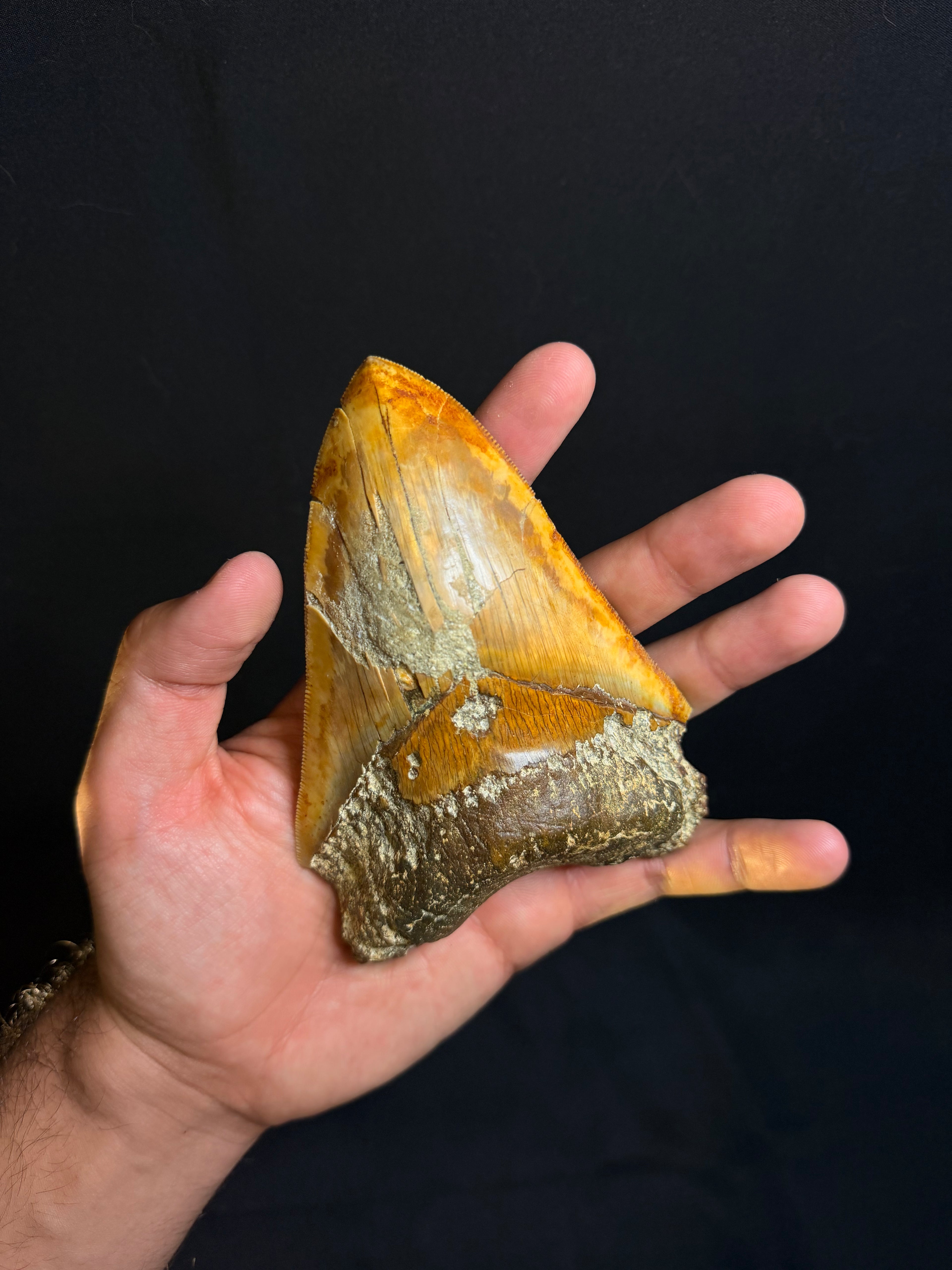 Megalodon Tooth – 5.28” – Indonesia