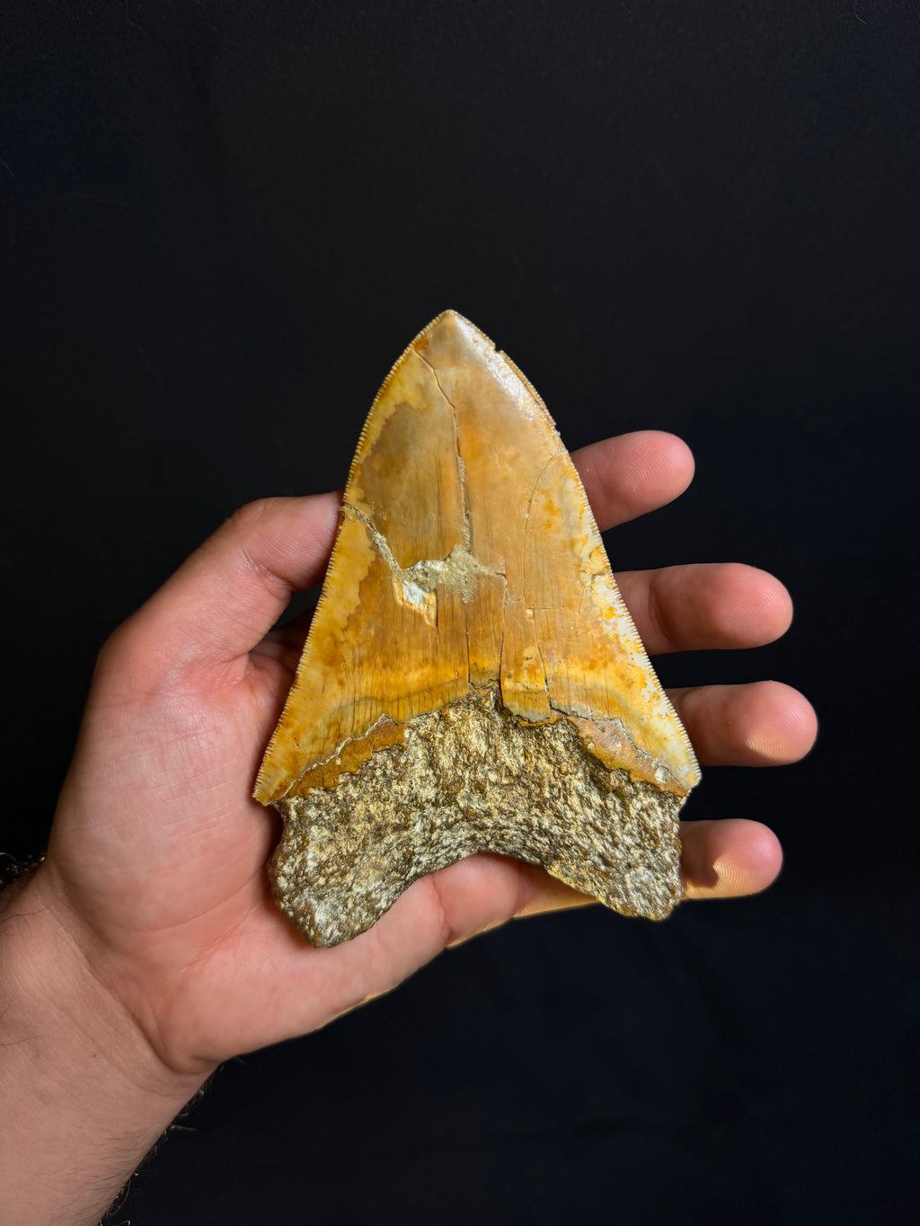 Megalodon Tooth – 5.28” – Indonesia