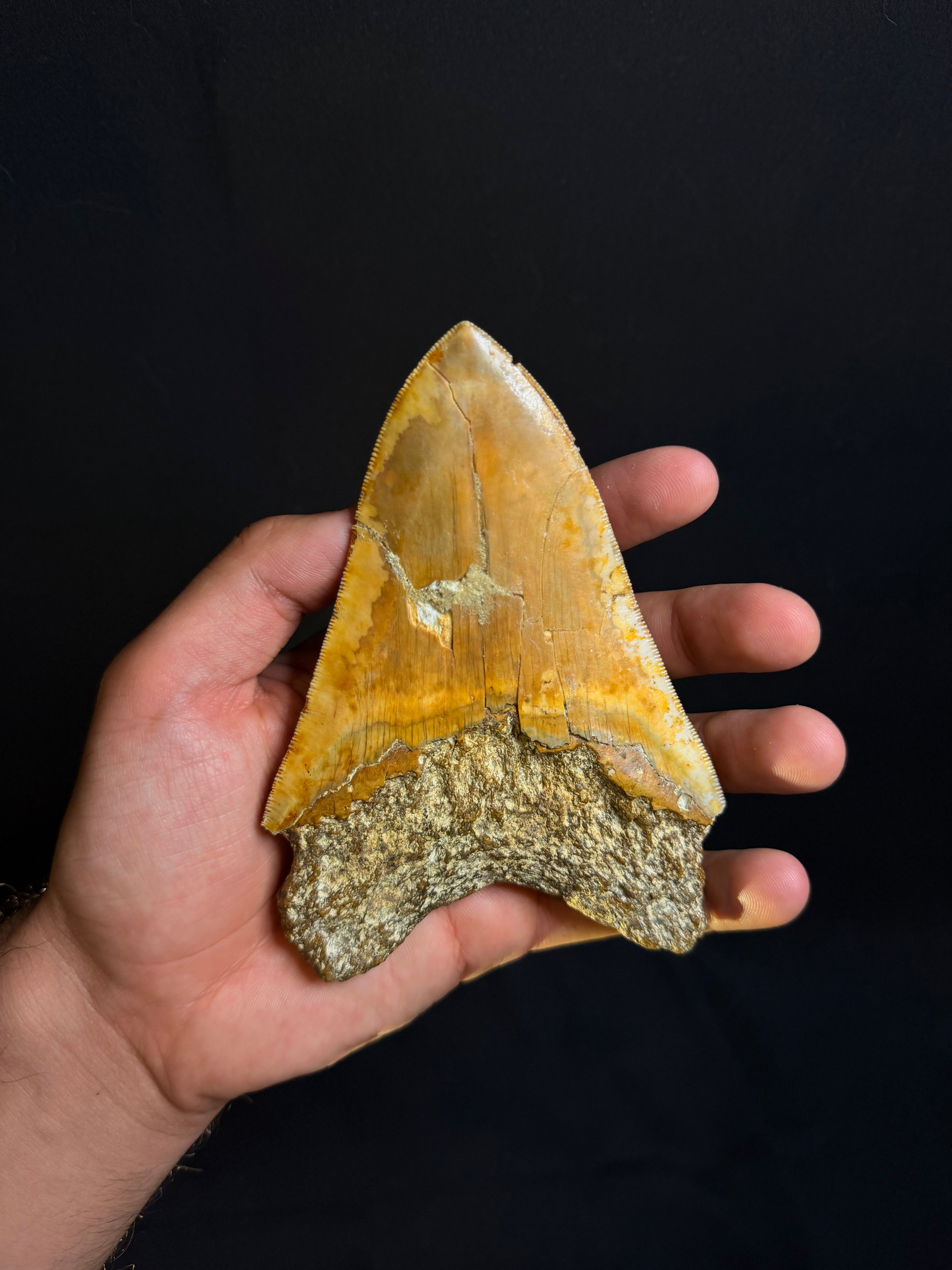 Megalodon Tooth – 5.28” – Indonesia