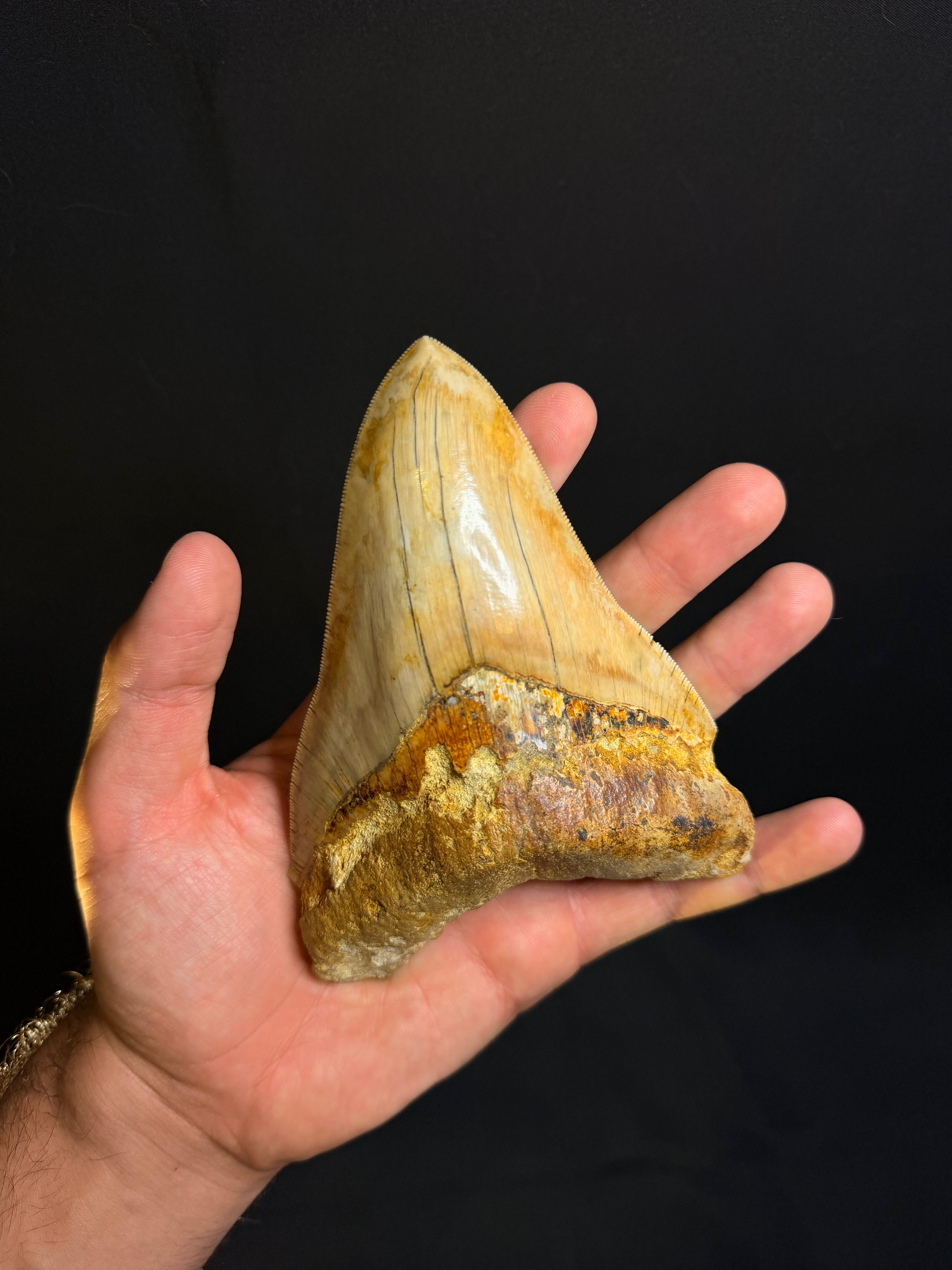Megalodon Tooth – 5.48” – Indonesia