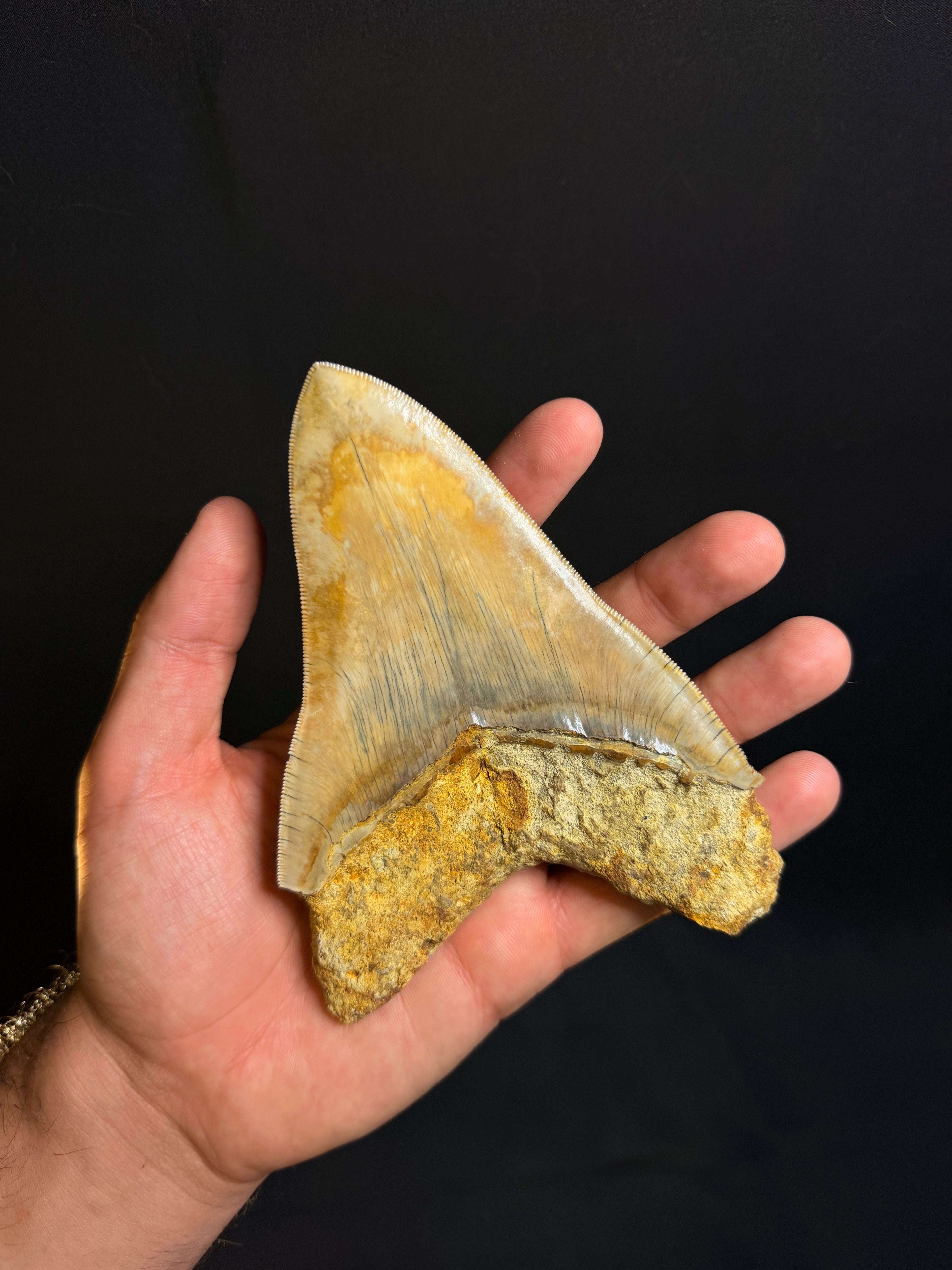 Megalodon Tooth – 5.48” – Indonesia