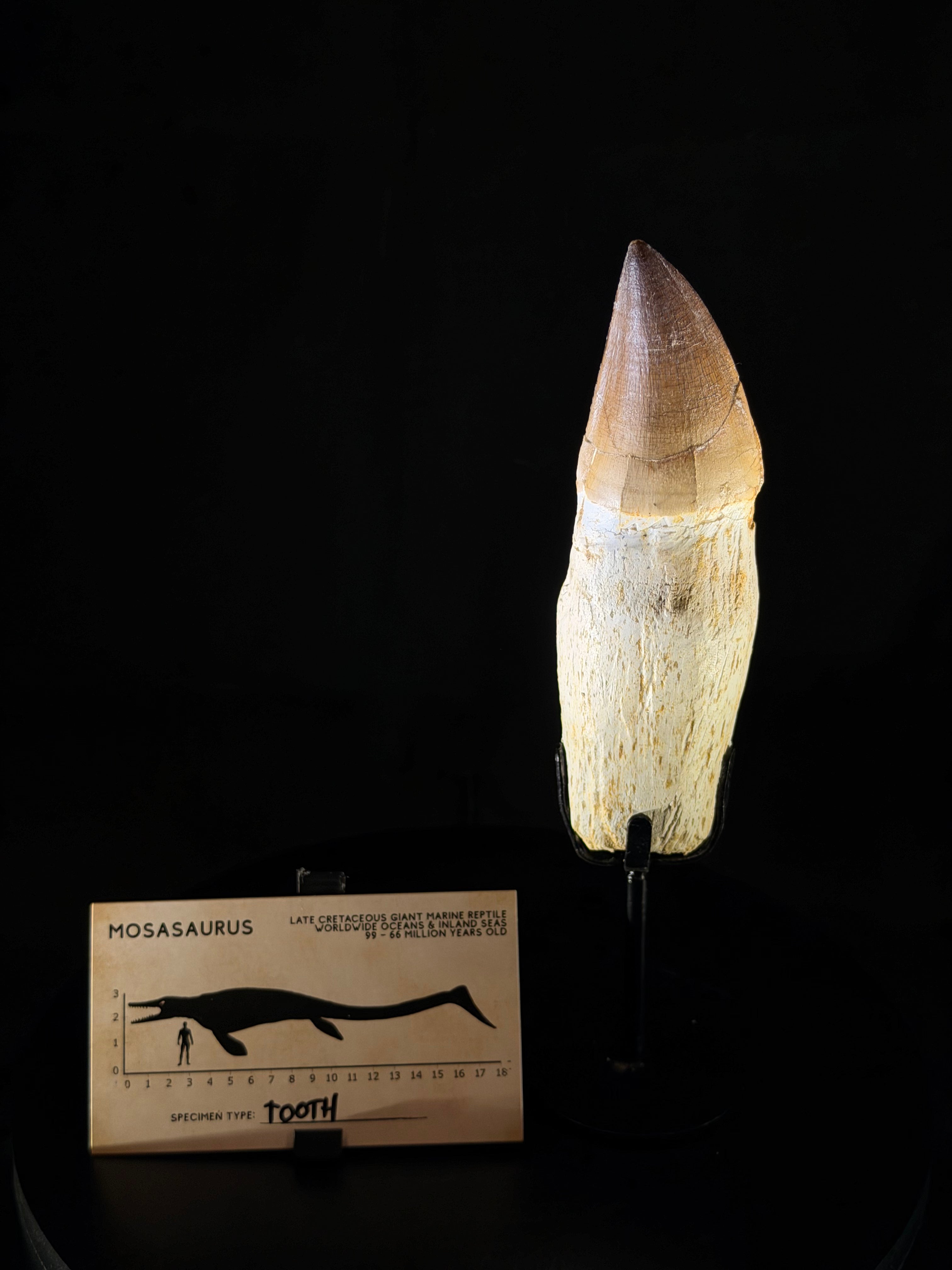 Rooted Mosasaur Tooth - 4.93” - Morocco