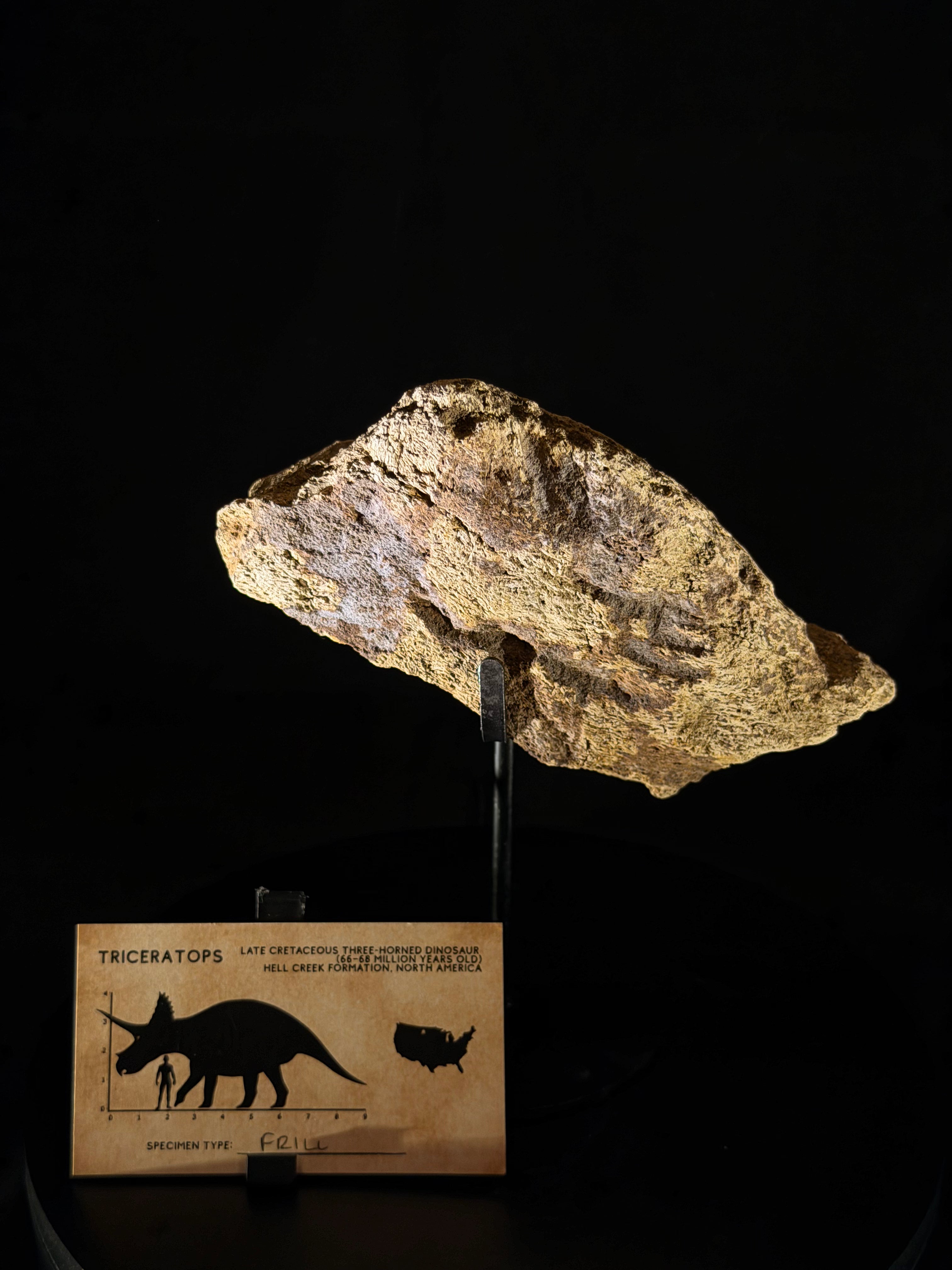 Triceratops Frill fossil - Hell Creek Formation