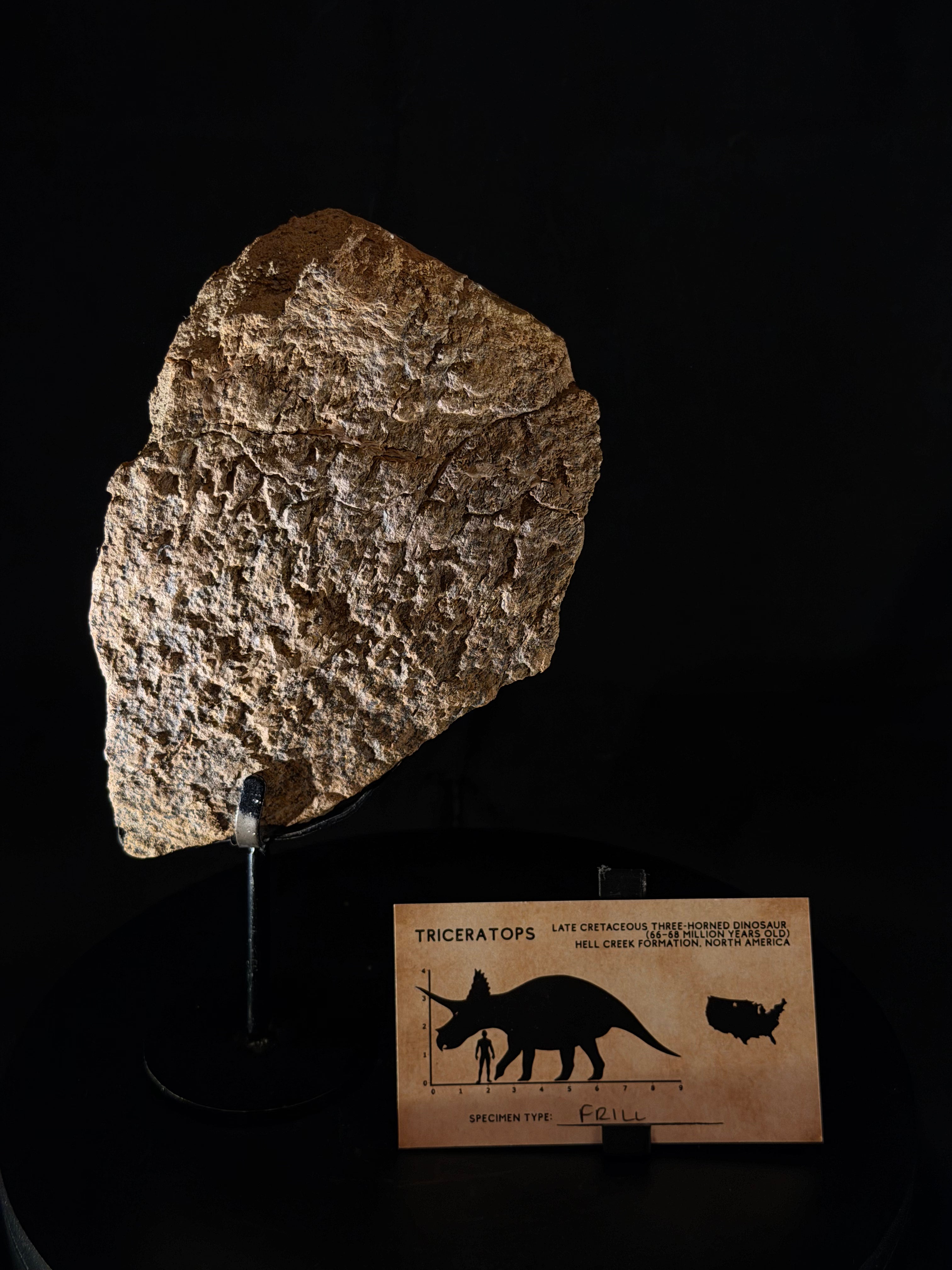 Triceratops Frill fossil - Hell Creek Formation