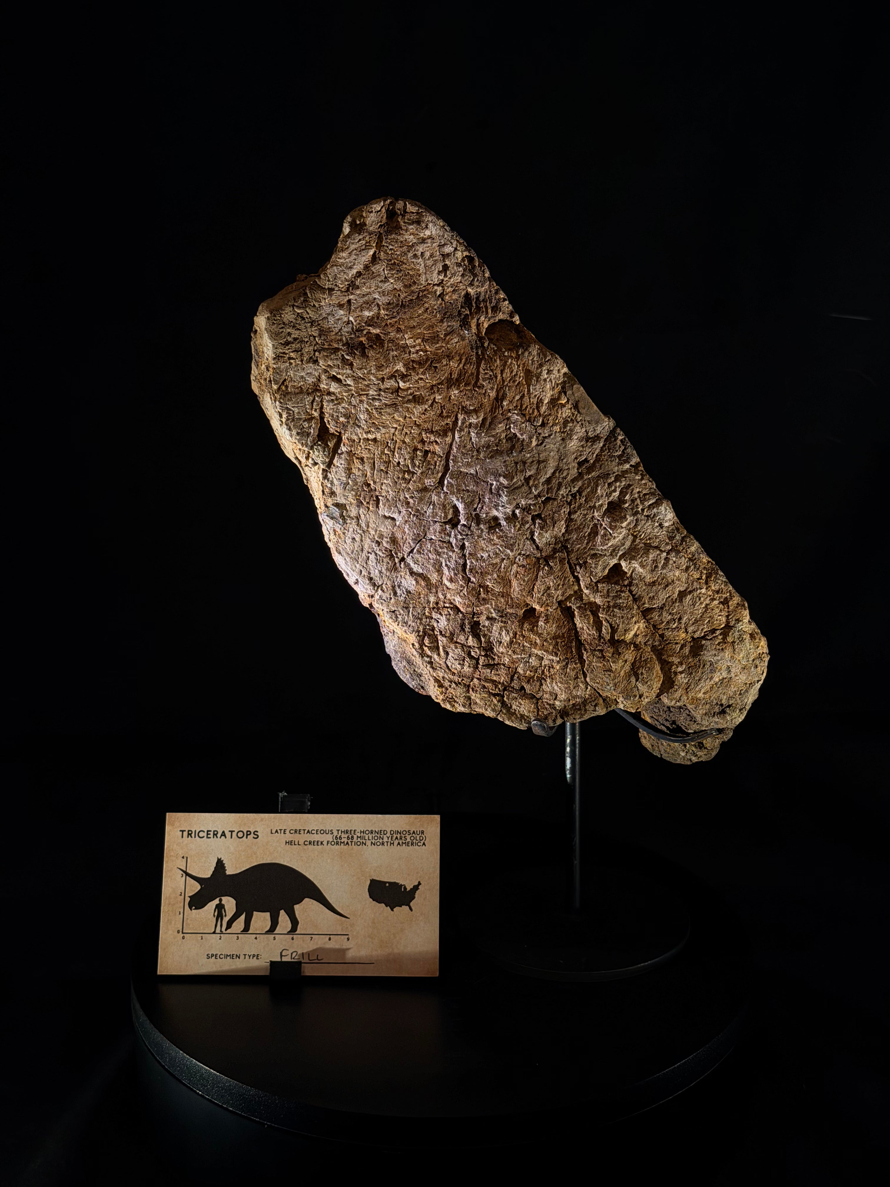 Triceratops Frill fossil - Hell Creek Formation