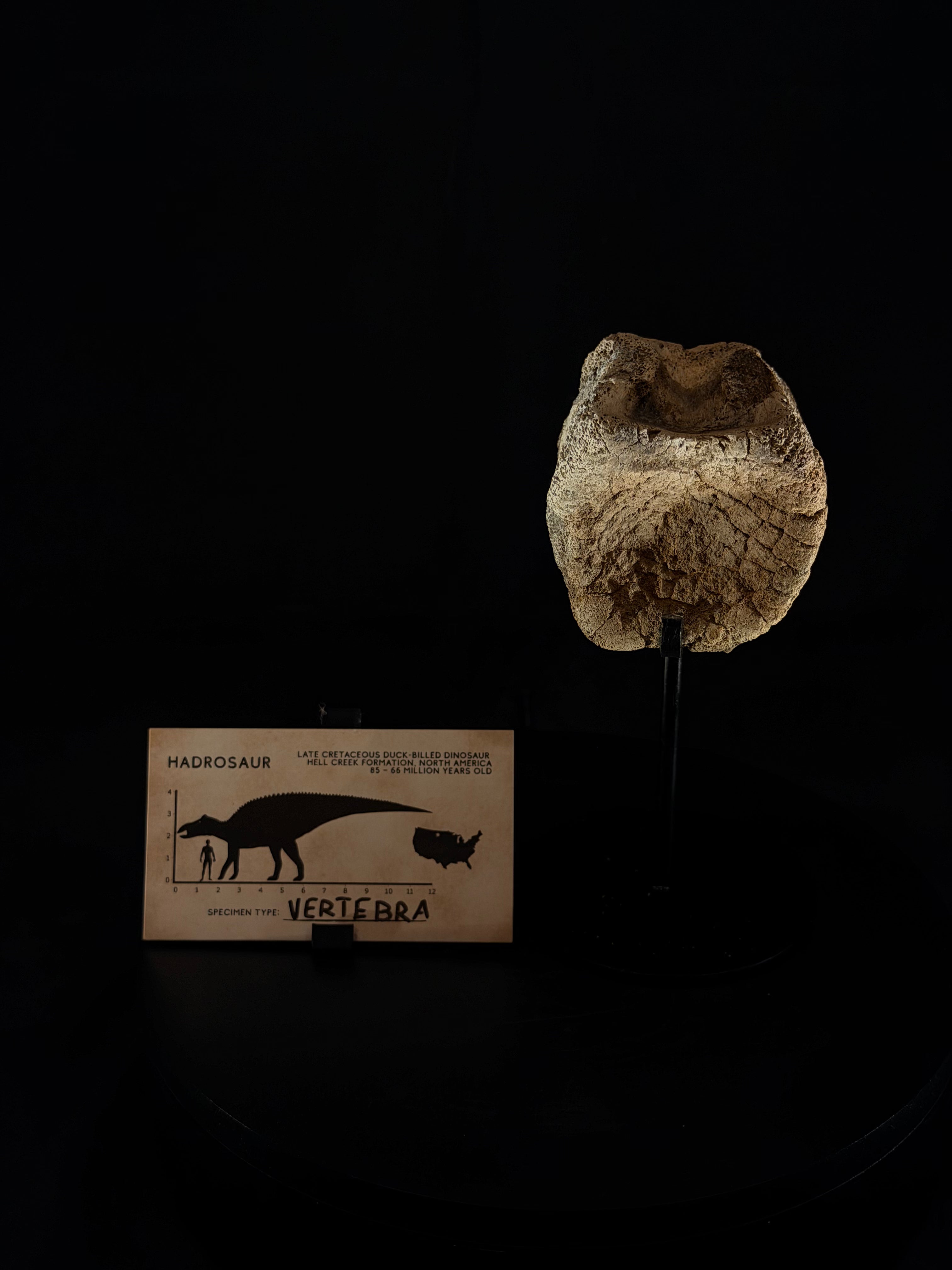 Hadrosaur Tail Vertebra - Hell Creek Formation