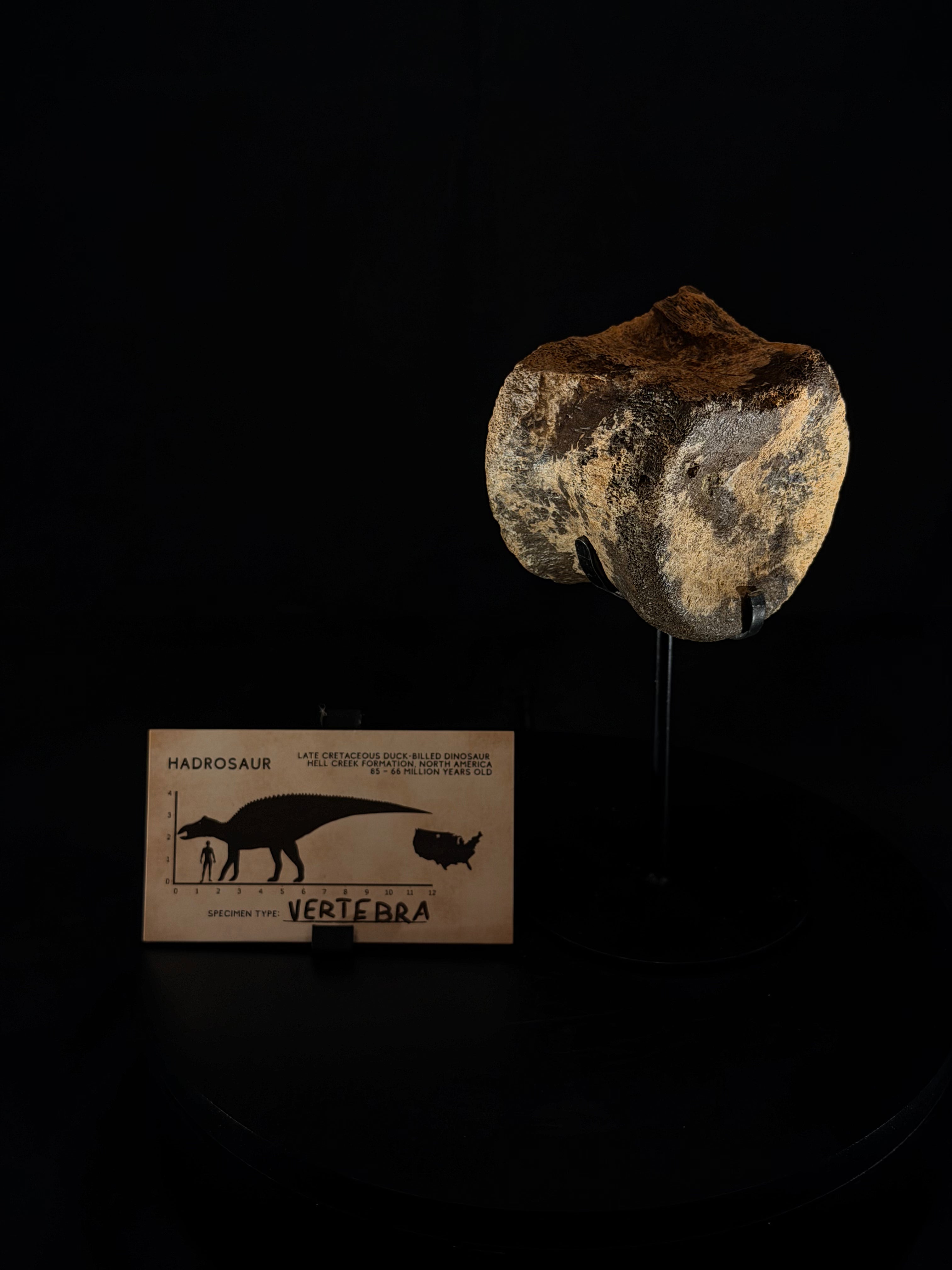 Hadrosaur Tail Vertebra - Hell Creek Formation