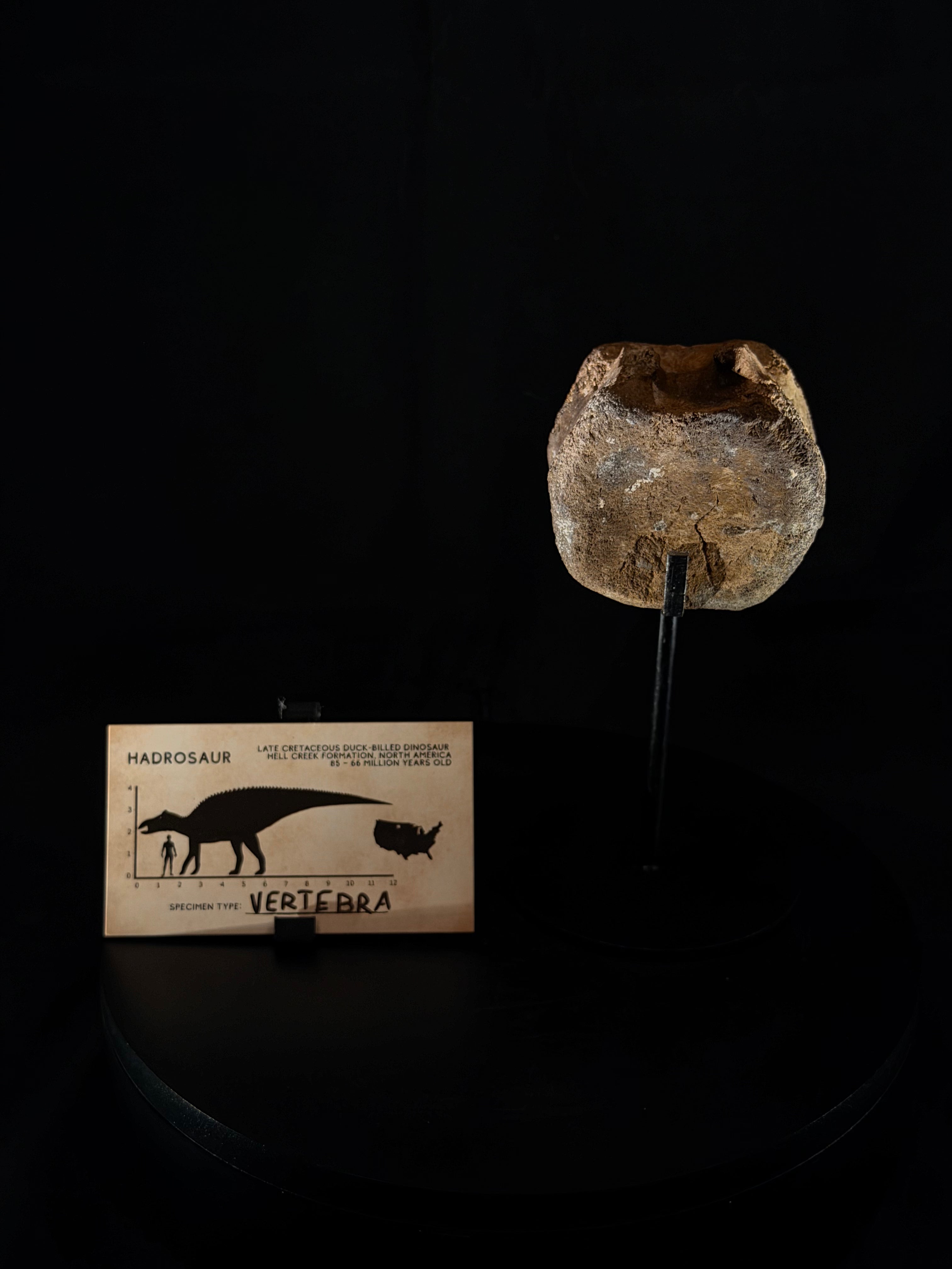 Hadrosaur Tail Vertebra - Hell Creek Formation