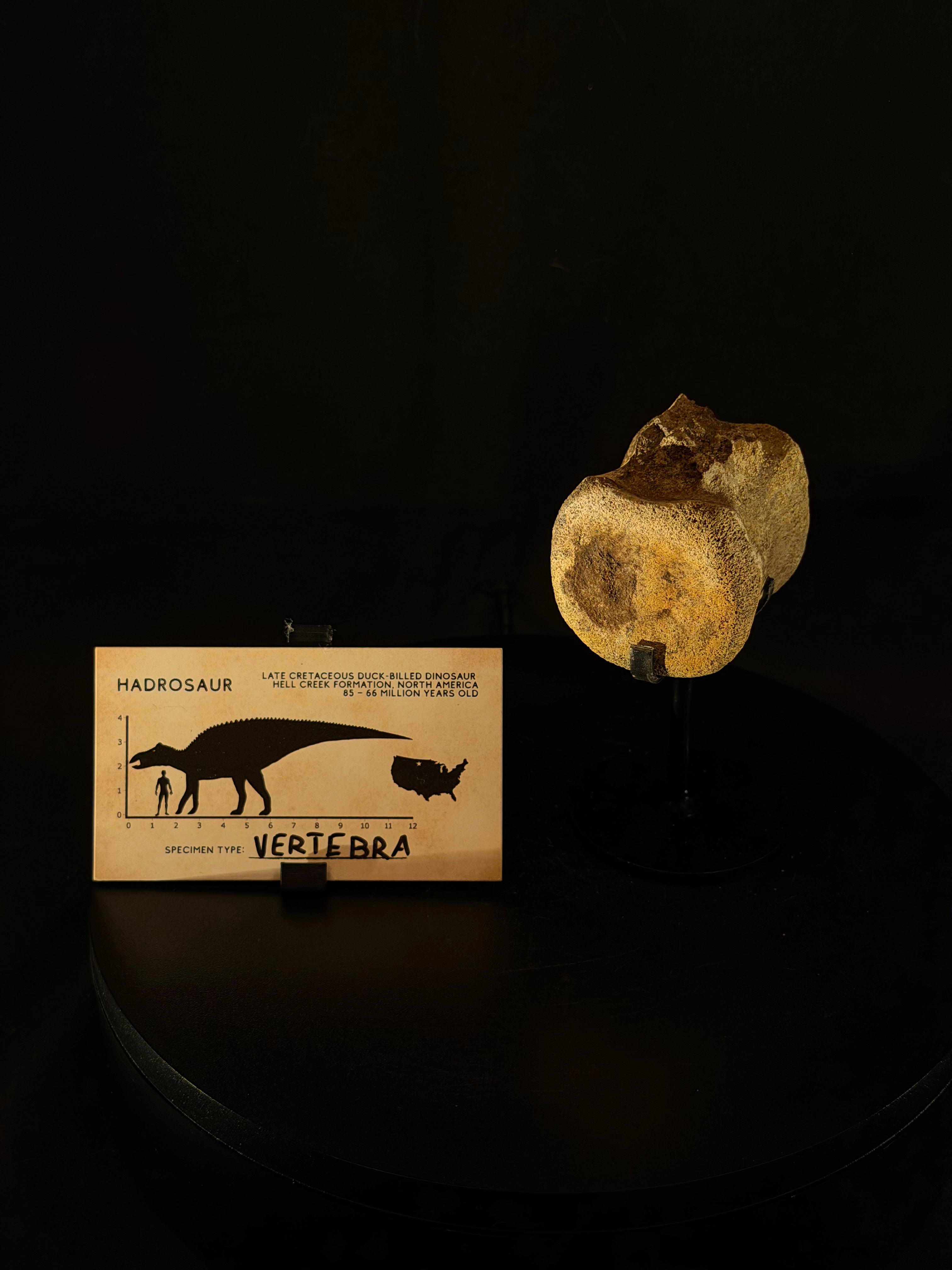 Hadrosaur Tail Vertebra - Hell Creek Formation