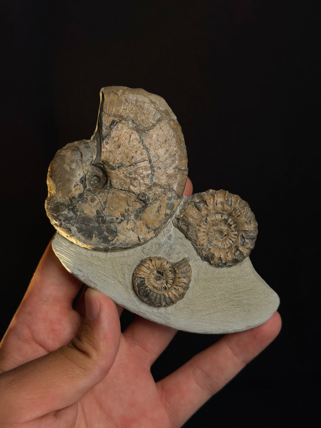Jurassic Ammonites - Dorset’s Jurassic Coast, UK