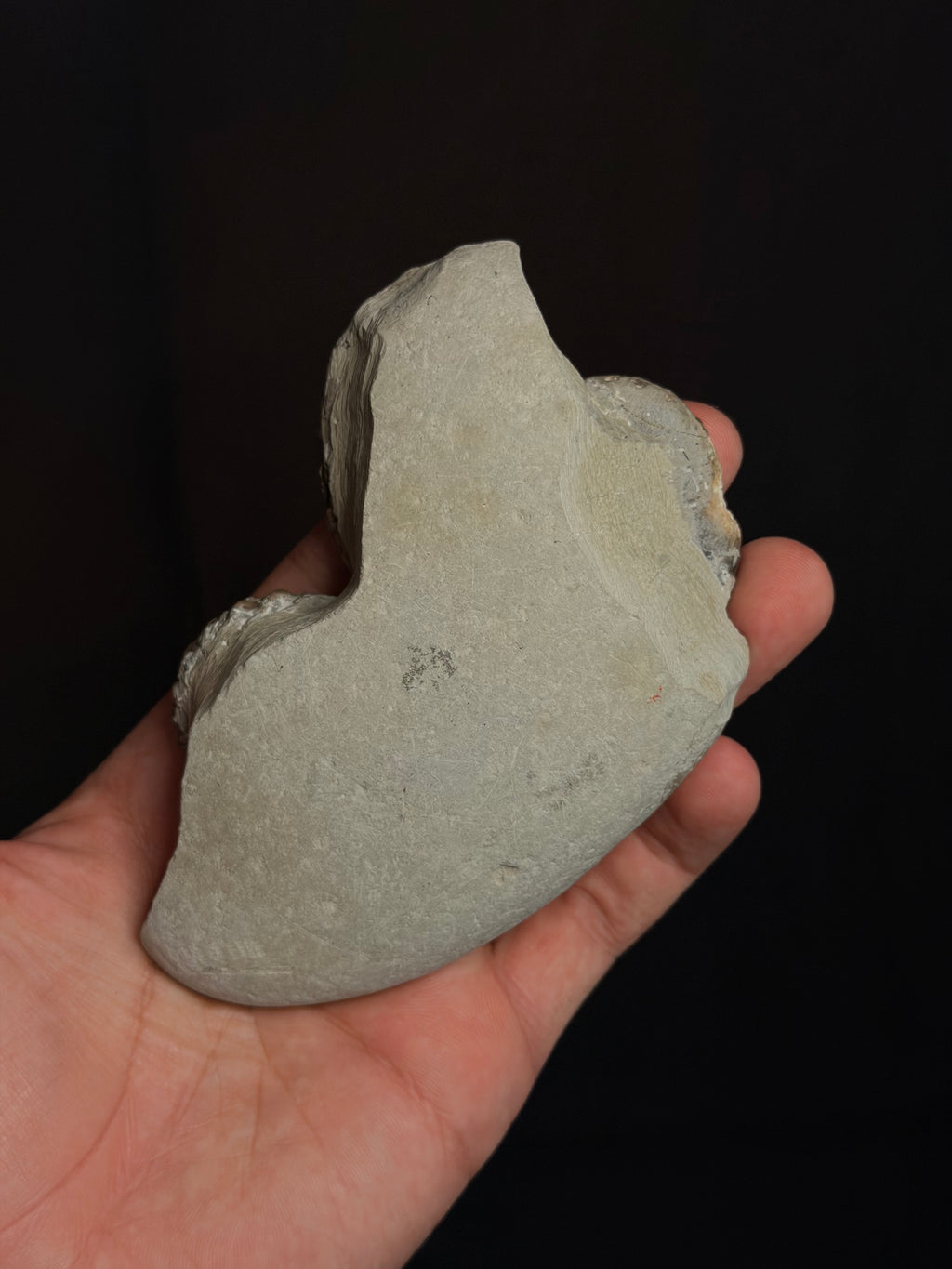Jurassic Ammonites - Dorset’s Jurassic Coast, UK