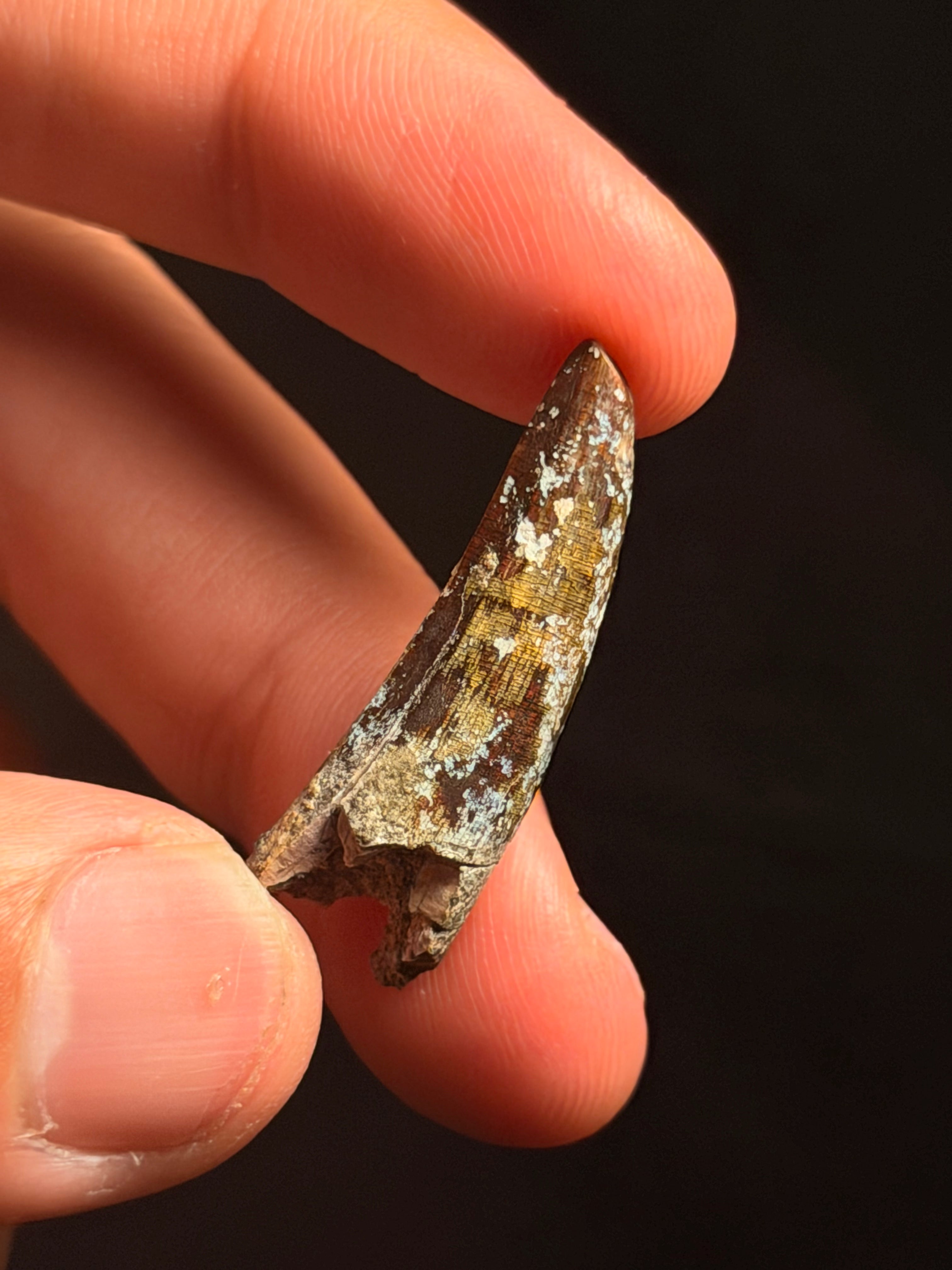 Suchomimus Tooth – 1.30" – Elrhaz Formation, Niger