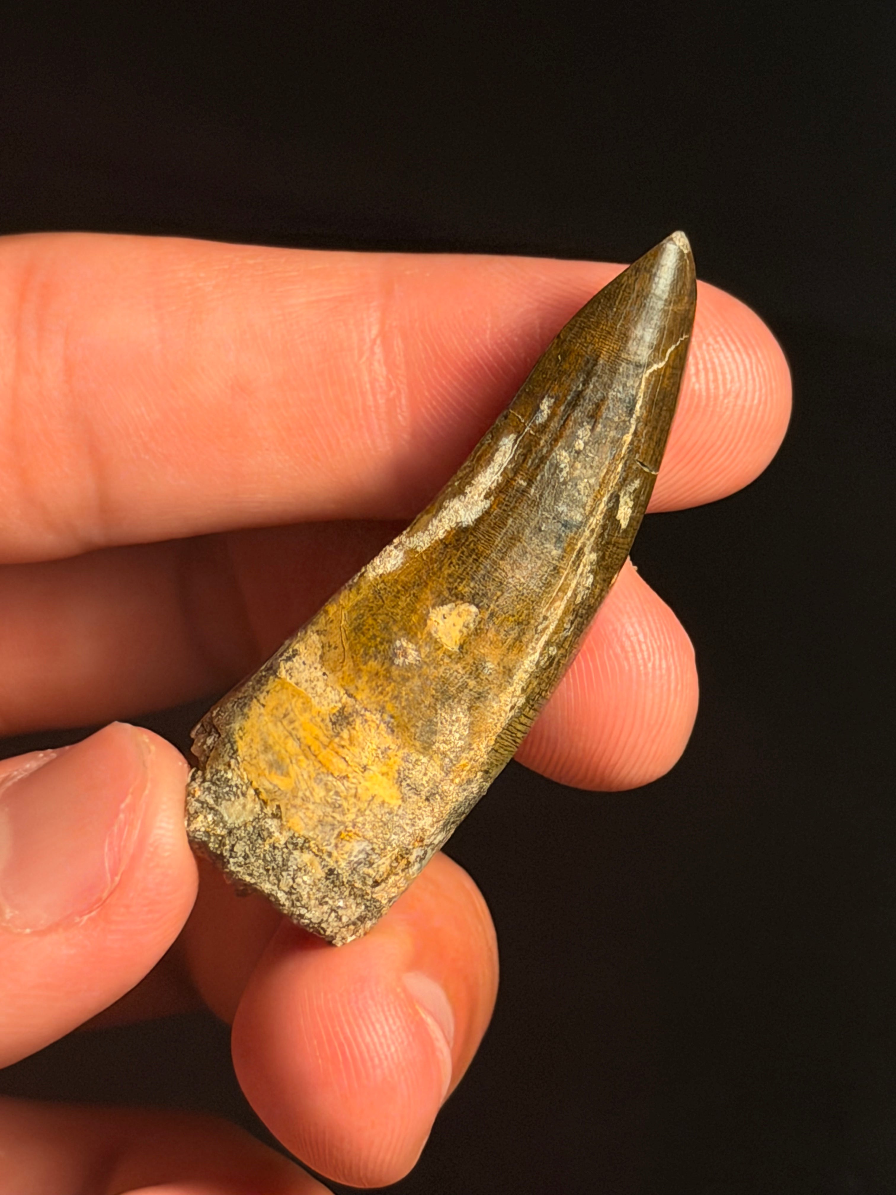 Suchomimus Tooth – 2.04" – Elrhaz Formation, Niger