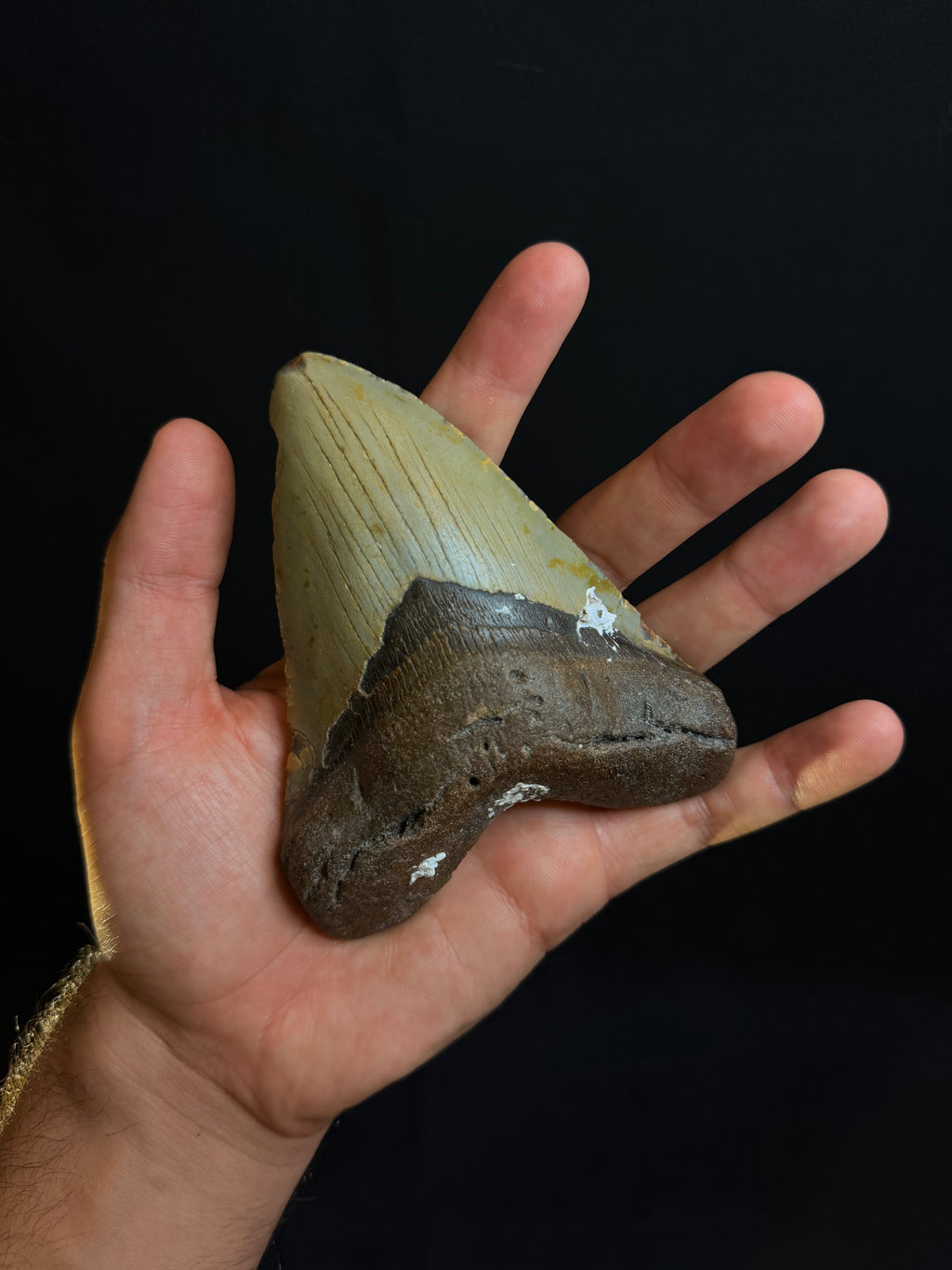 Genuine Megalodon tooth fossil with two-tone coloration showing serrated edges held in hand