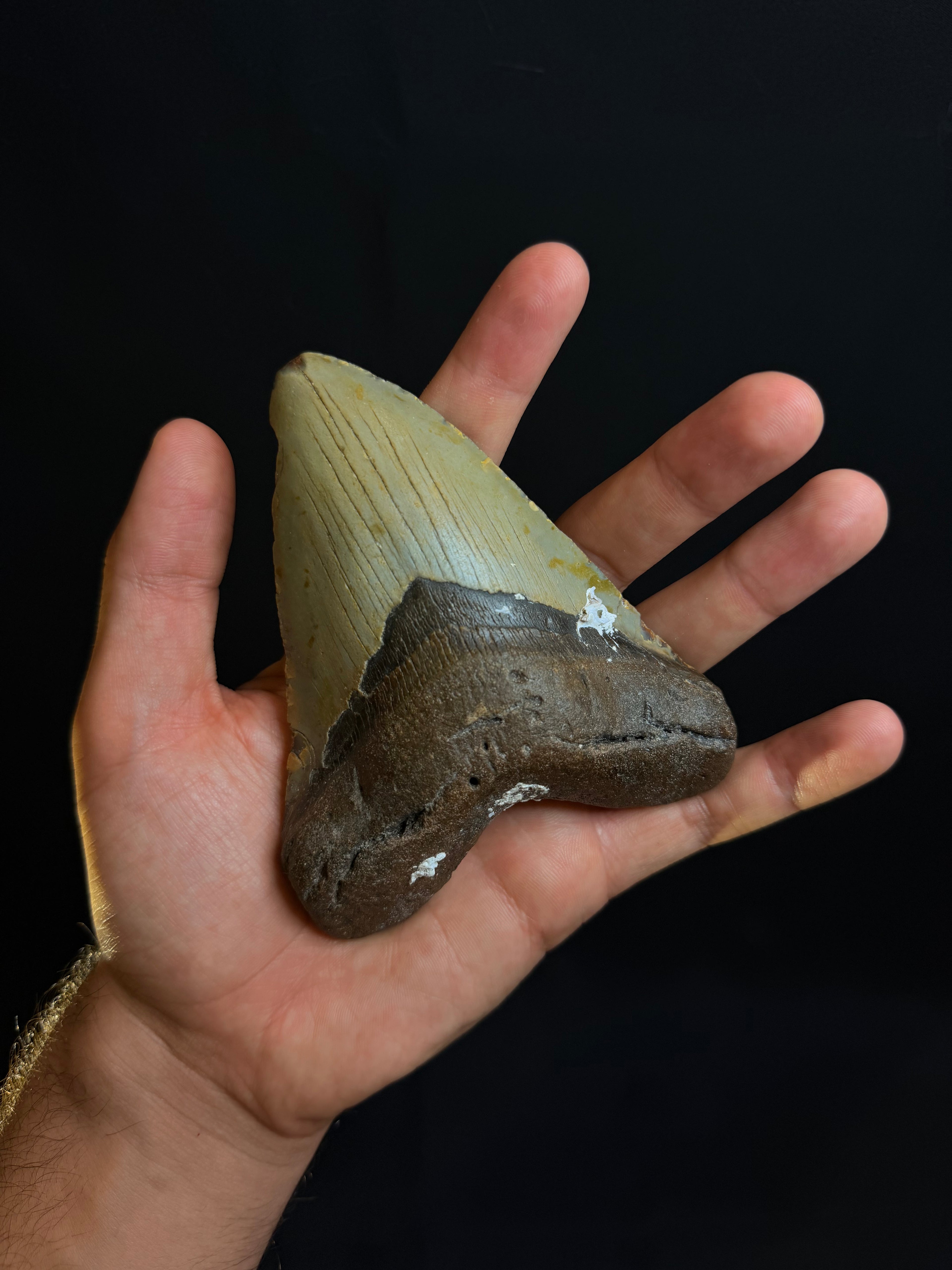 Genuine Megalodon tooth fossil with two-tone coloration showing serrated edges held in hand