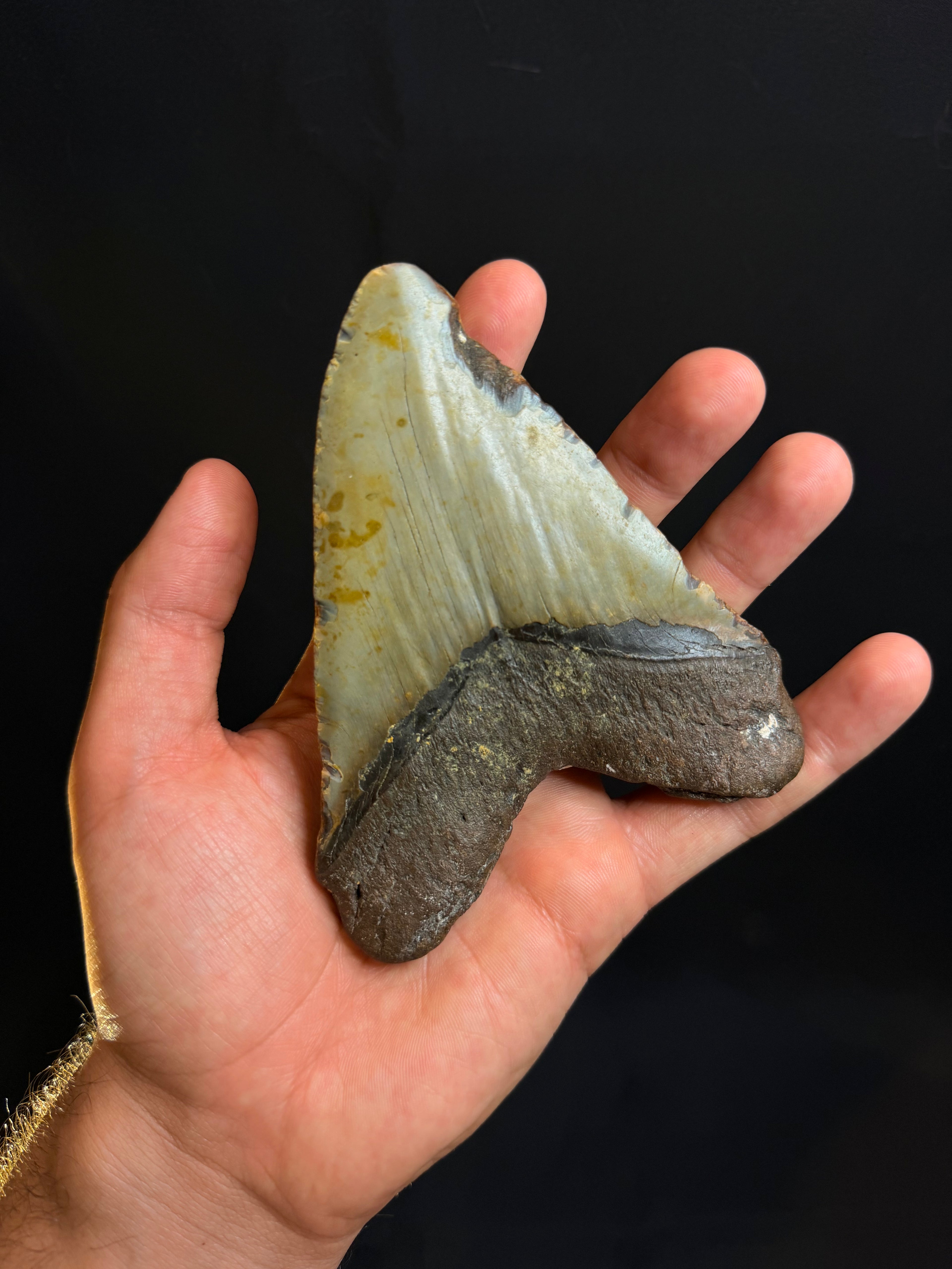 Close-up of authentic 4.82 inch Megalodon tooth fossil with natural ledge and sharp details in hand