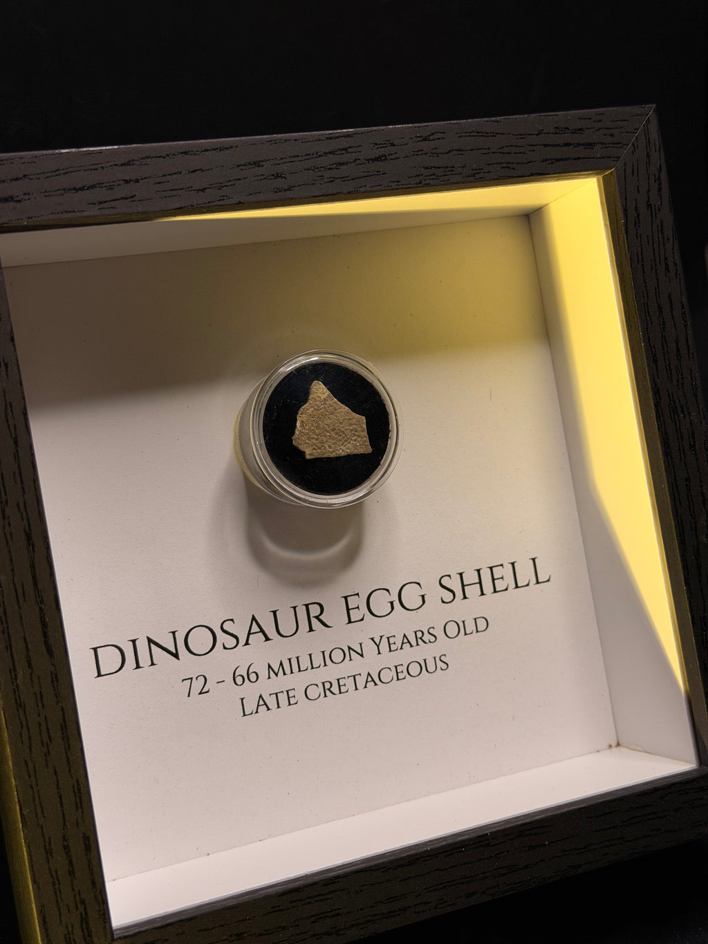 Framed Dinosaur Eggshell - Late Cretaceous, France - photo 2