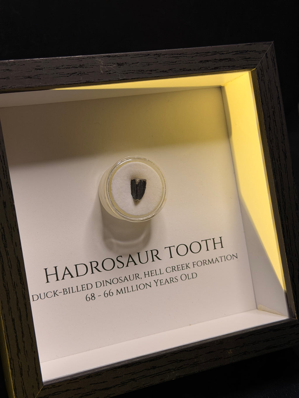 Hadrosaur Tooth (Worn) in Display Frame - Lance Formation - photo 2