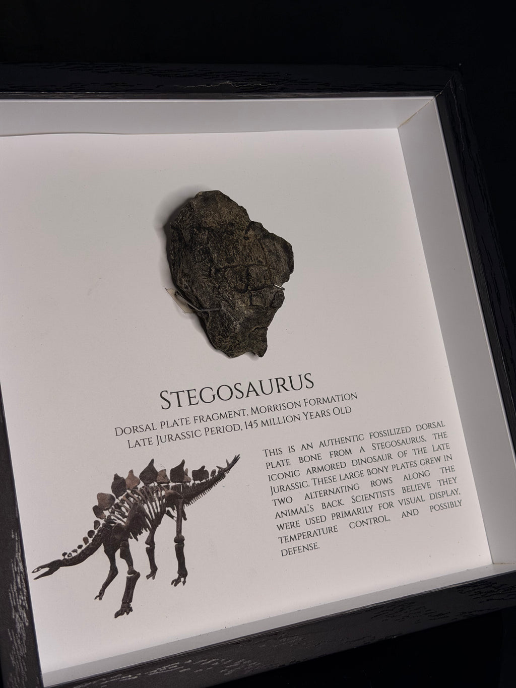 Framed Stegosaurus Dorsal Plate - Morrison Formation - photo 2