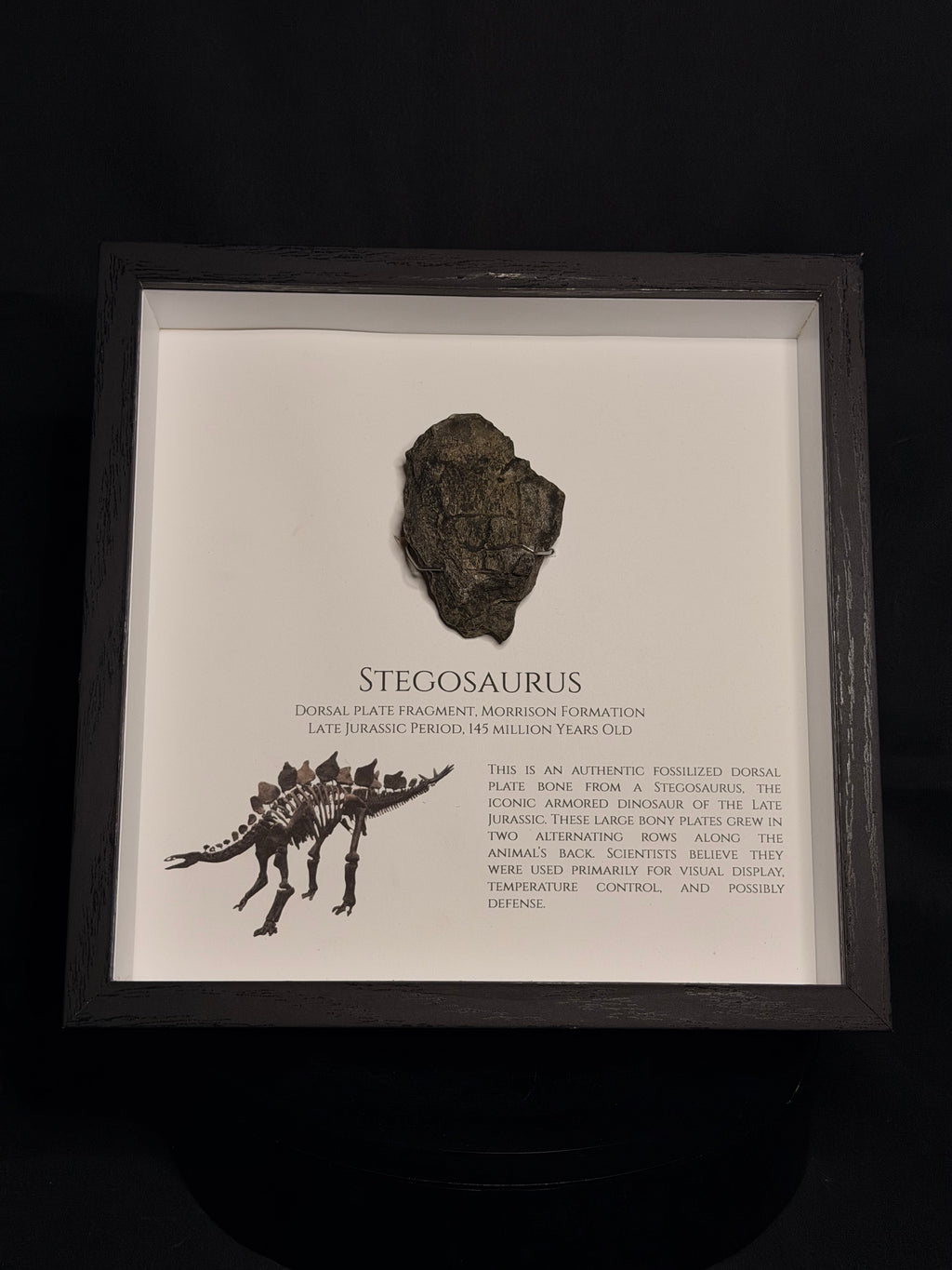 Framed Stegosaurus Dorsal Plate - Morrison Formation - photo 1