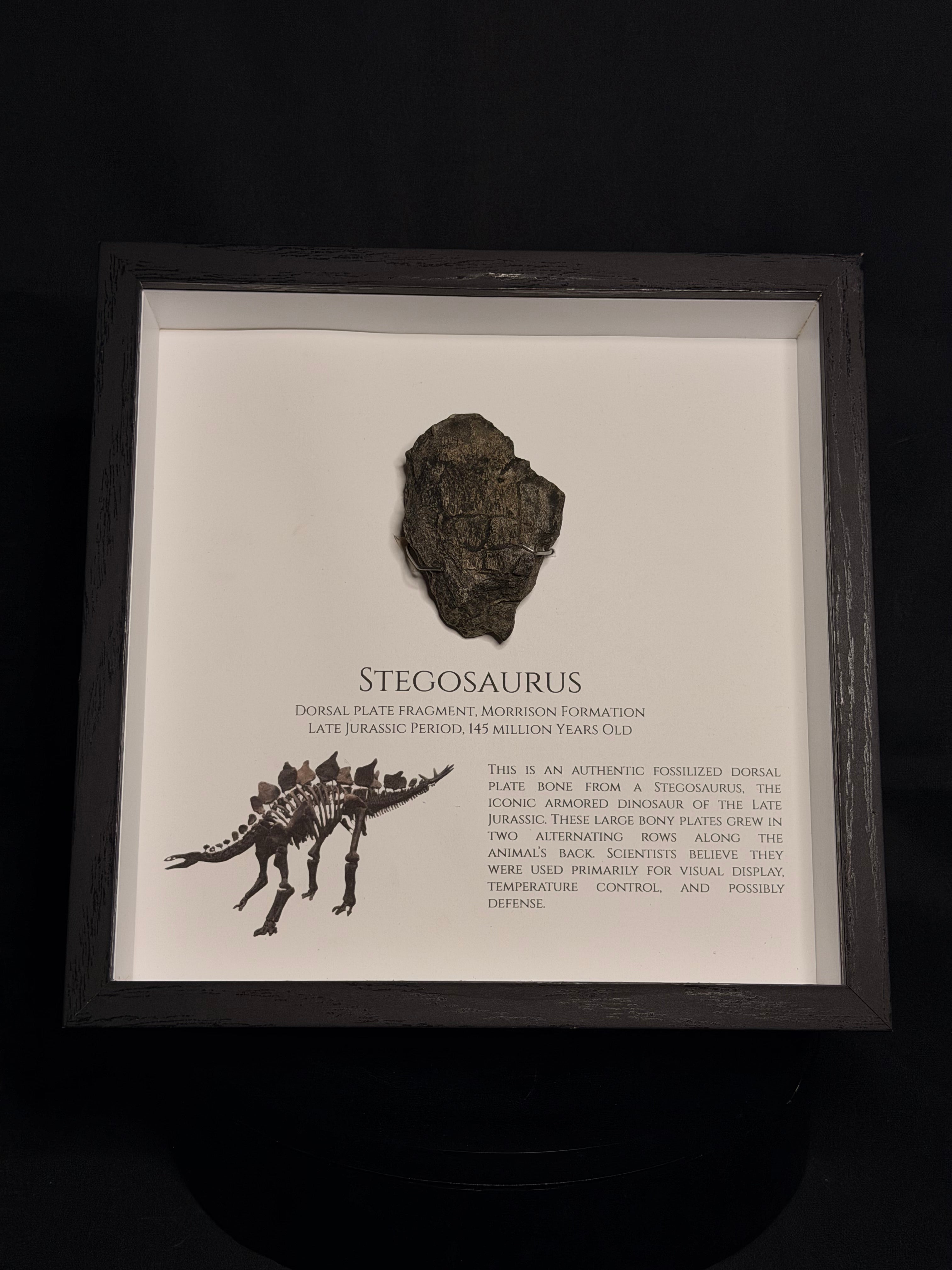 Framed Stegosaurus Dorsal Plate - Morrison Formation - photo 1