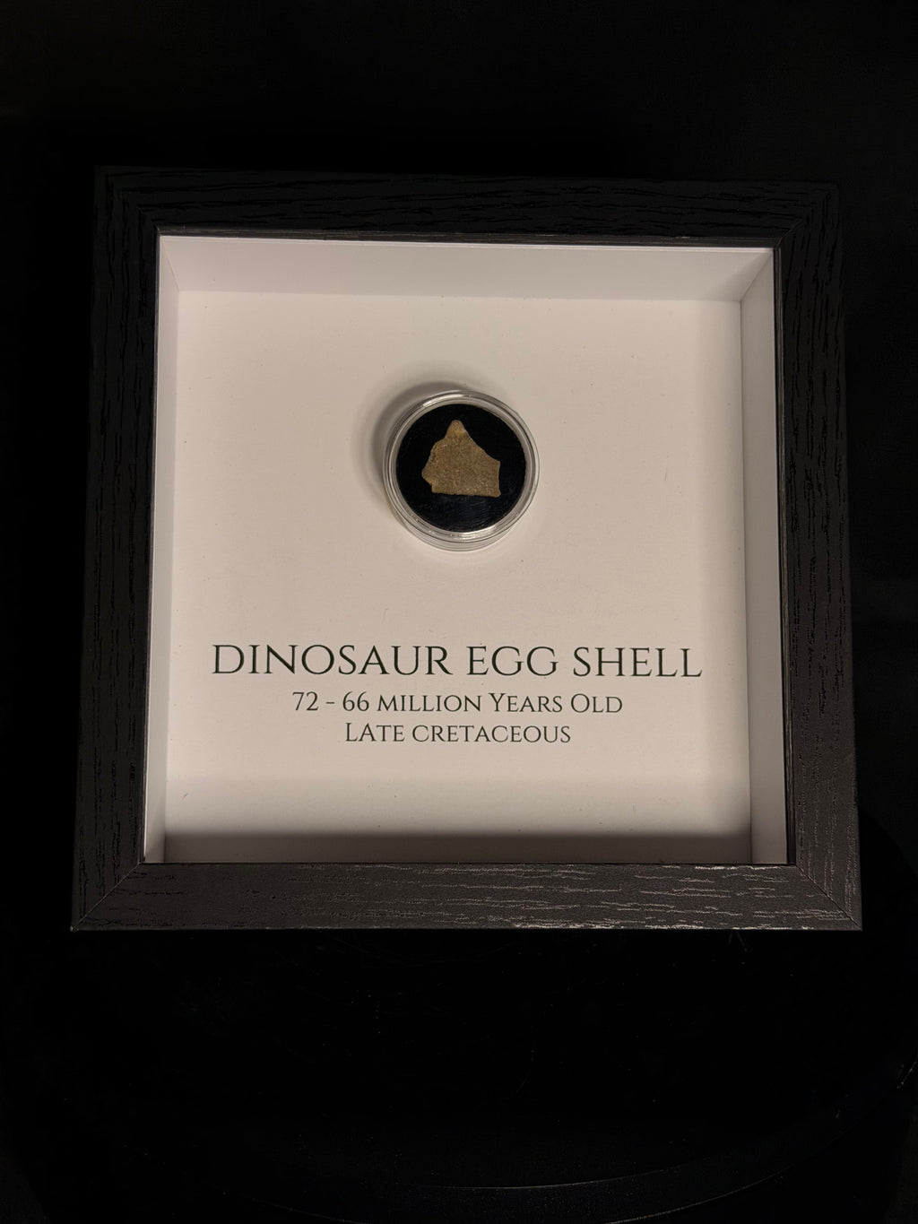 Framed Dinosaur Eggshell - Late Cretaceous, France - photo 1