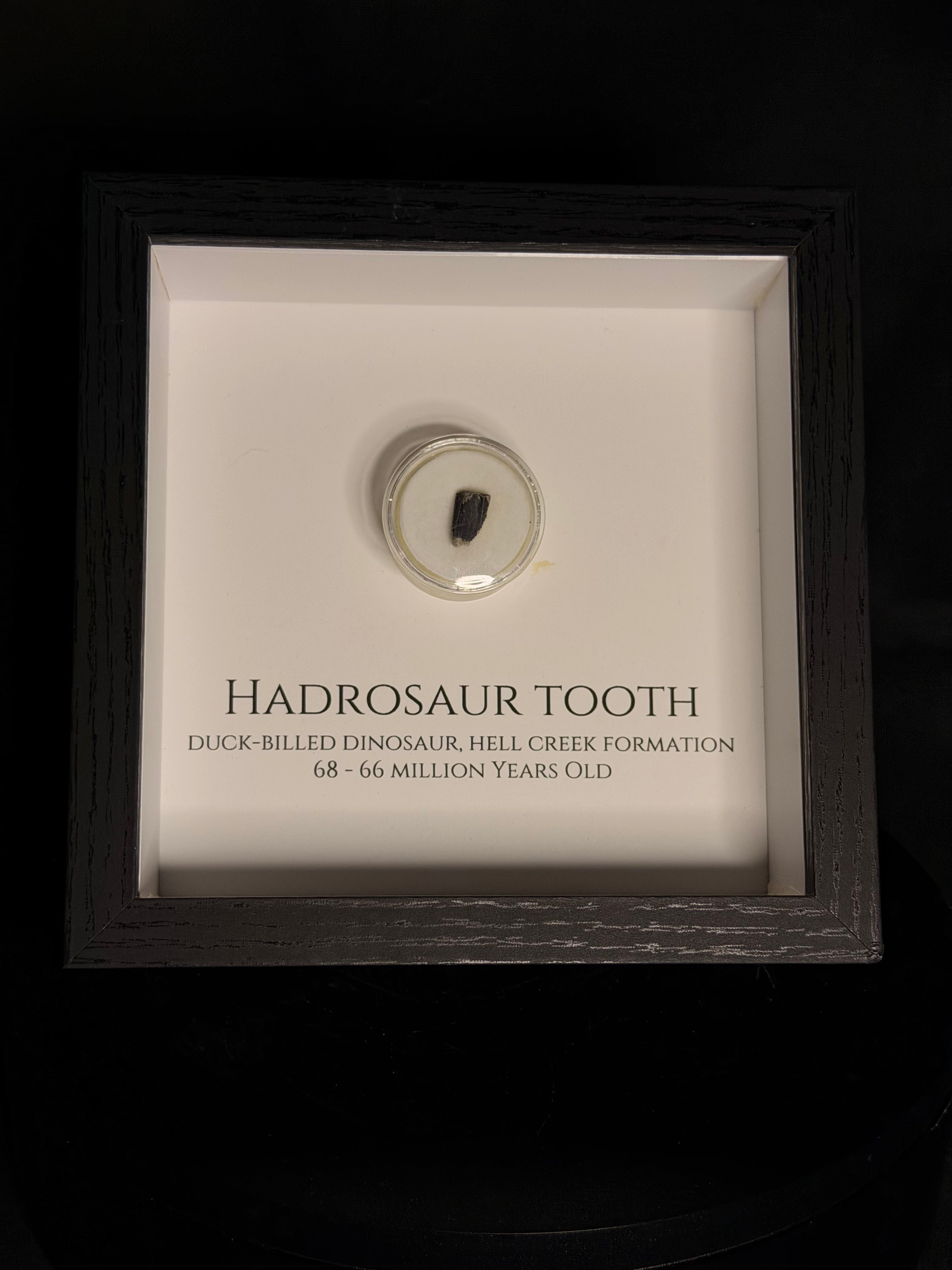 Hadrosaur Tooth (Worn) in Display Frame - Lance Formation - photo 1