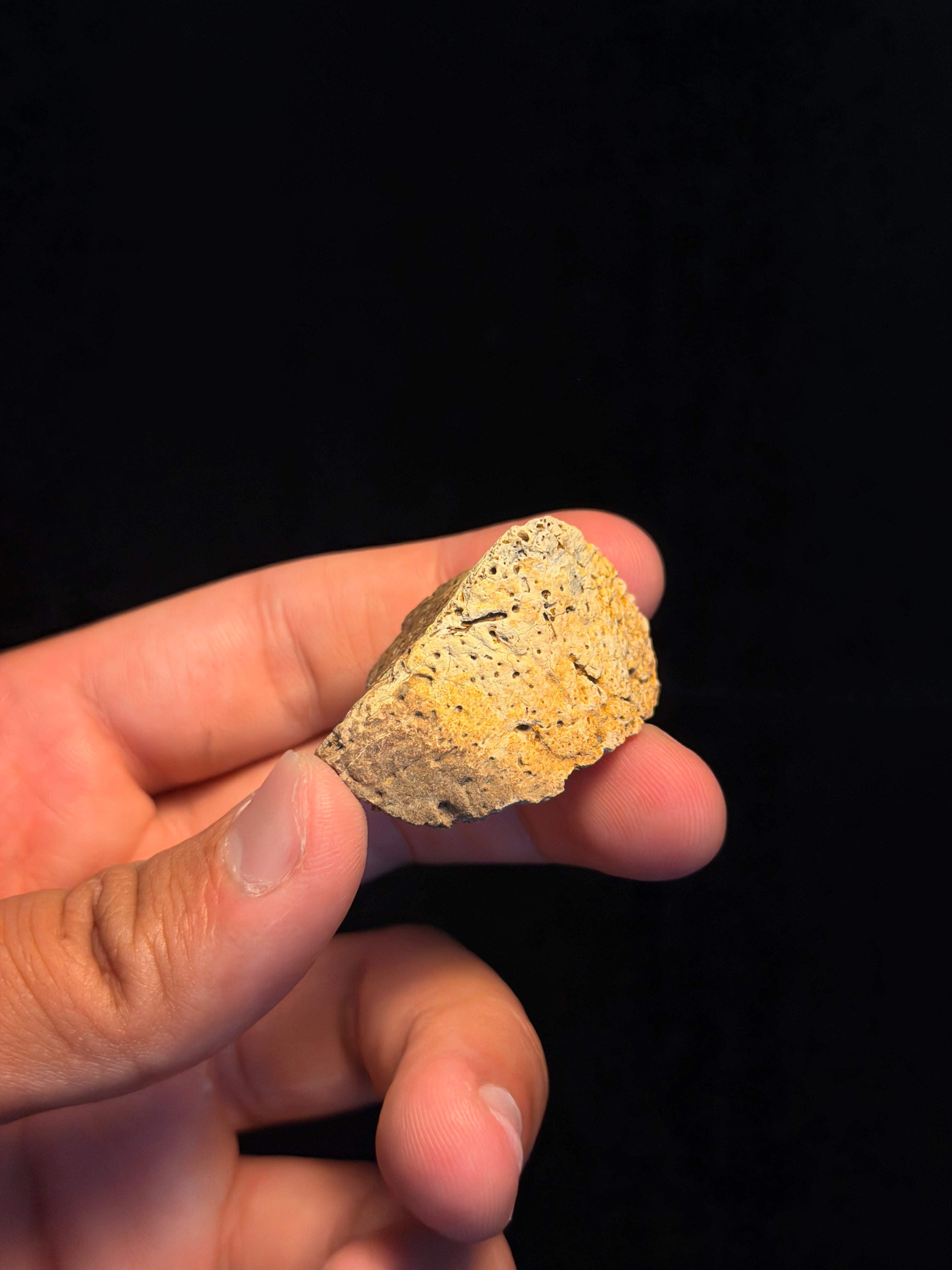 Ankylosaur Scute – 1.68" – Judith River Formation, Montana
