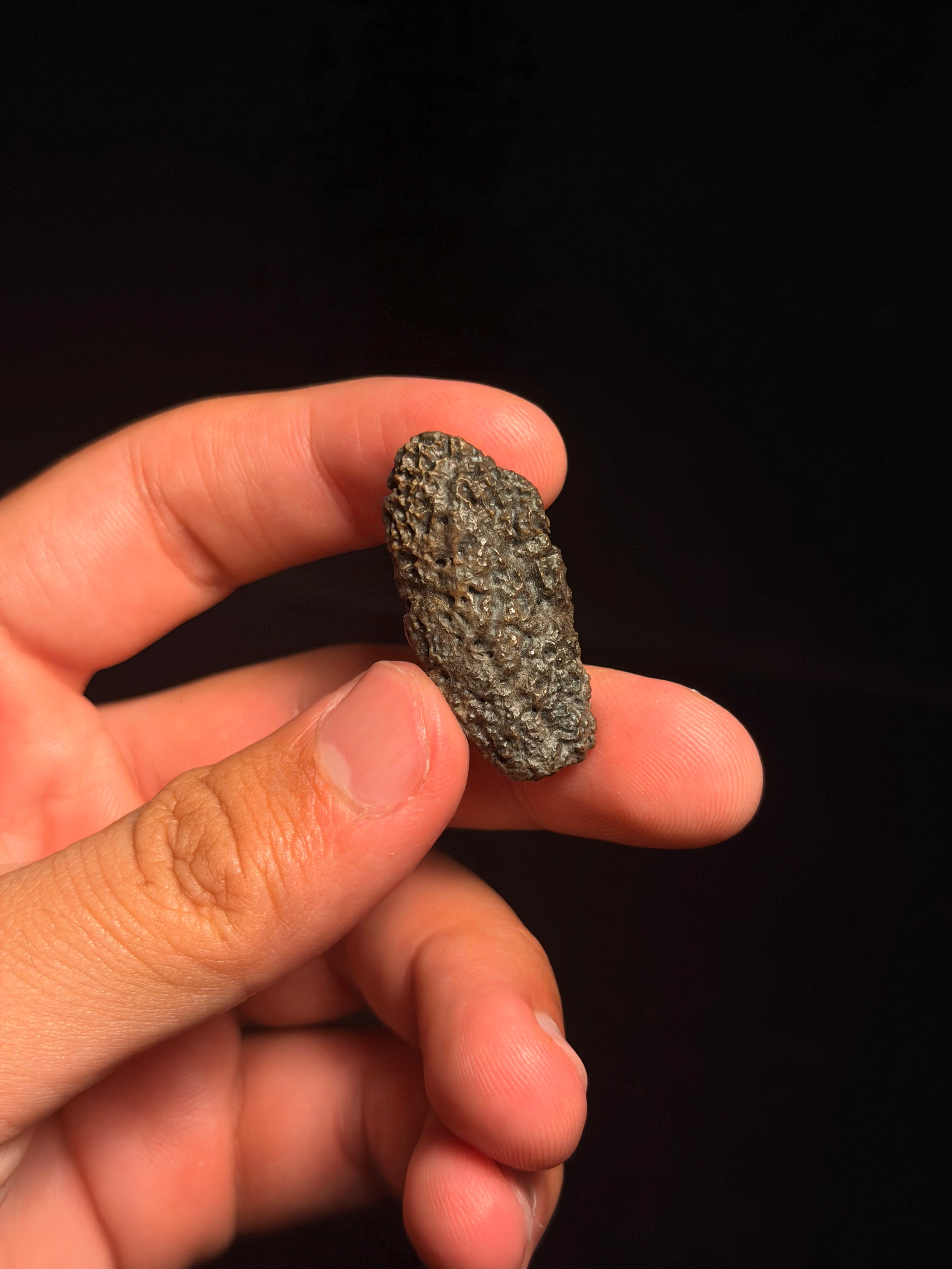 Ankylosaur Scute – 1.44" – Judith River Formation, Montana