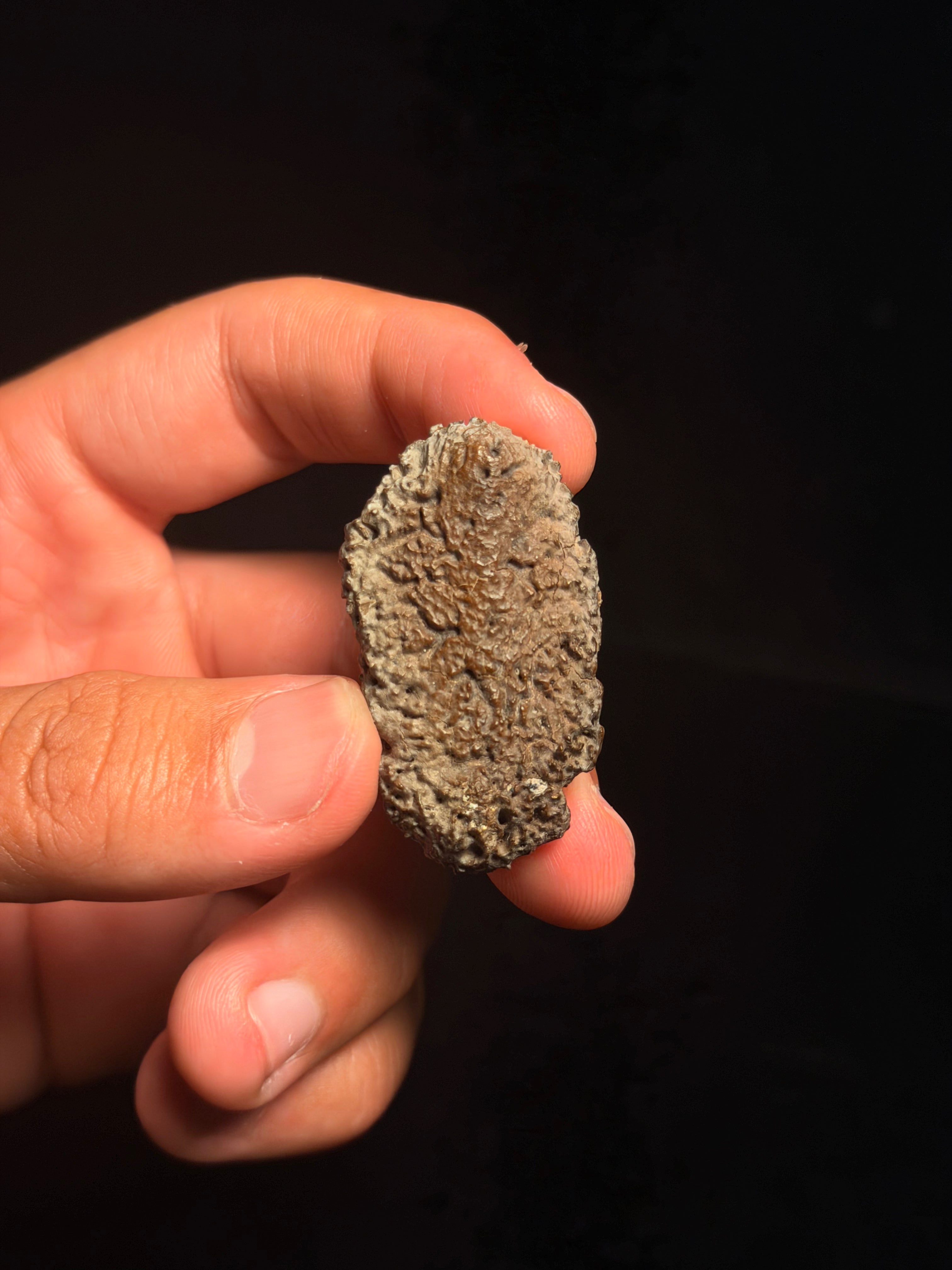 Ankylosaur Scute – 1.73" – Judith River Formation, Montana