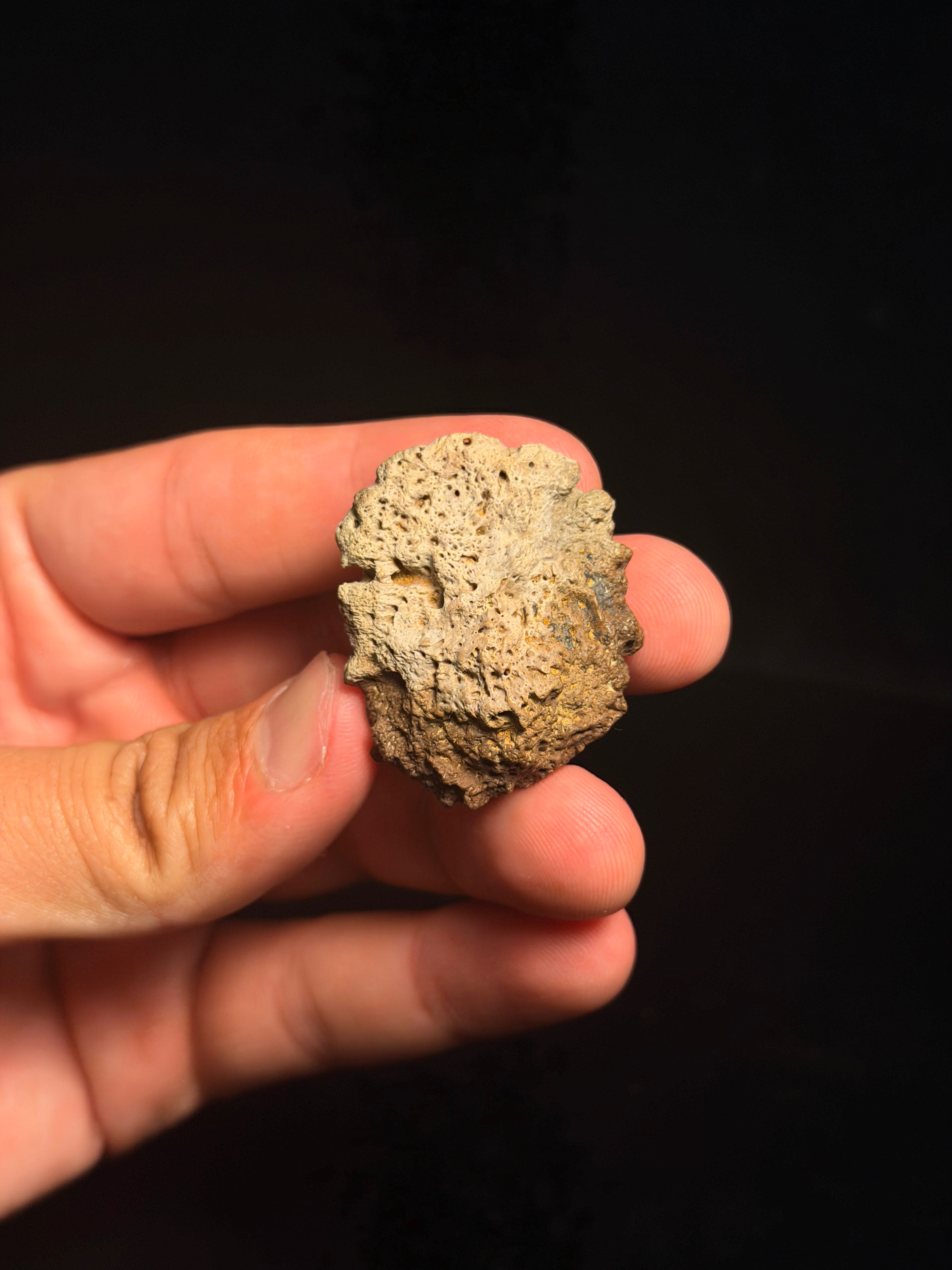 Ankylosaur Scute – 1.56" – Judith River Formation, Montana