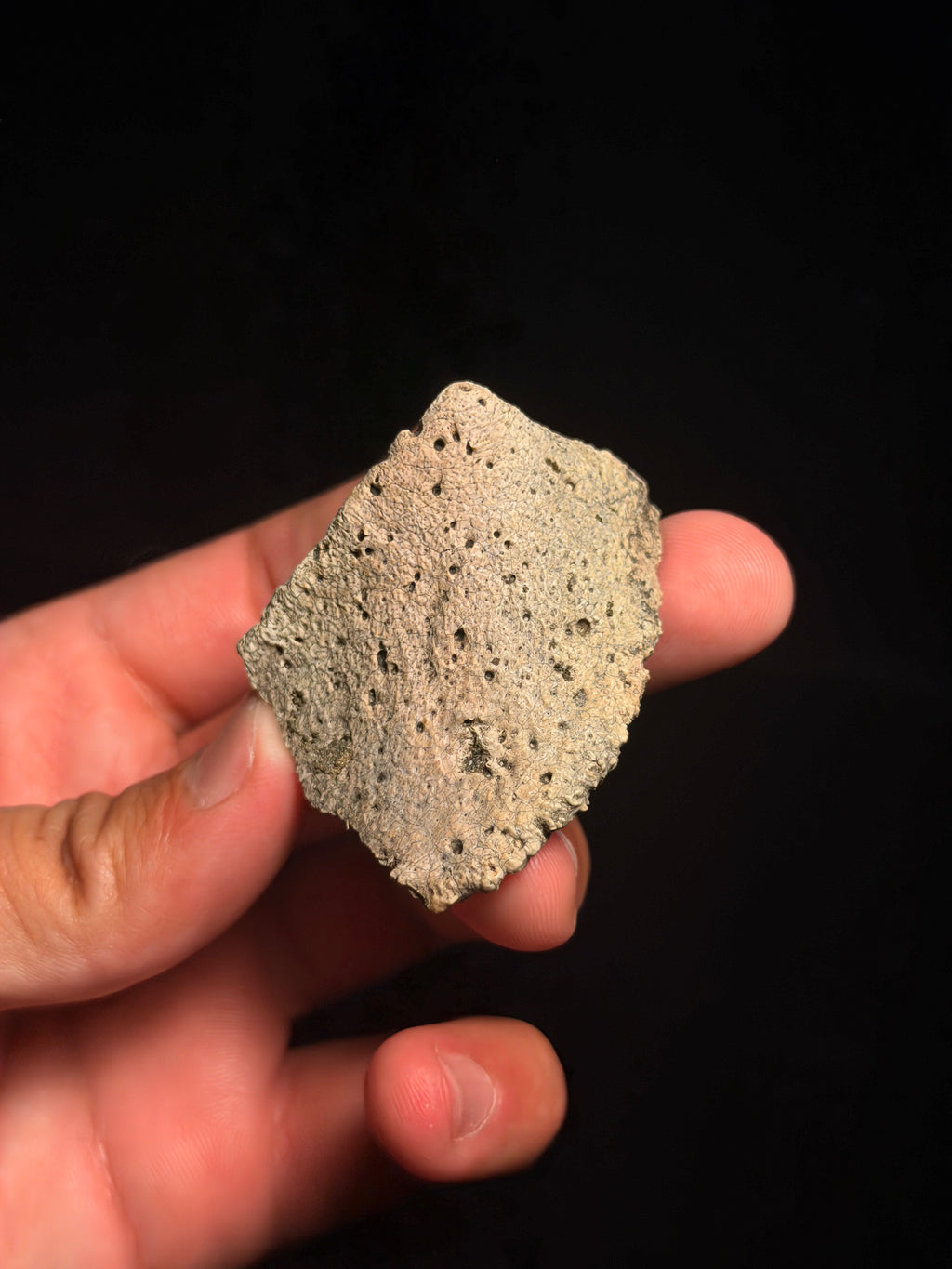 Ankylosaur Scute – 2.24" – Judith River Formation, Montana