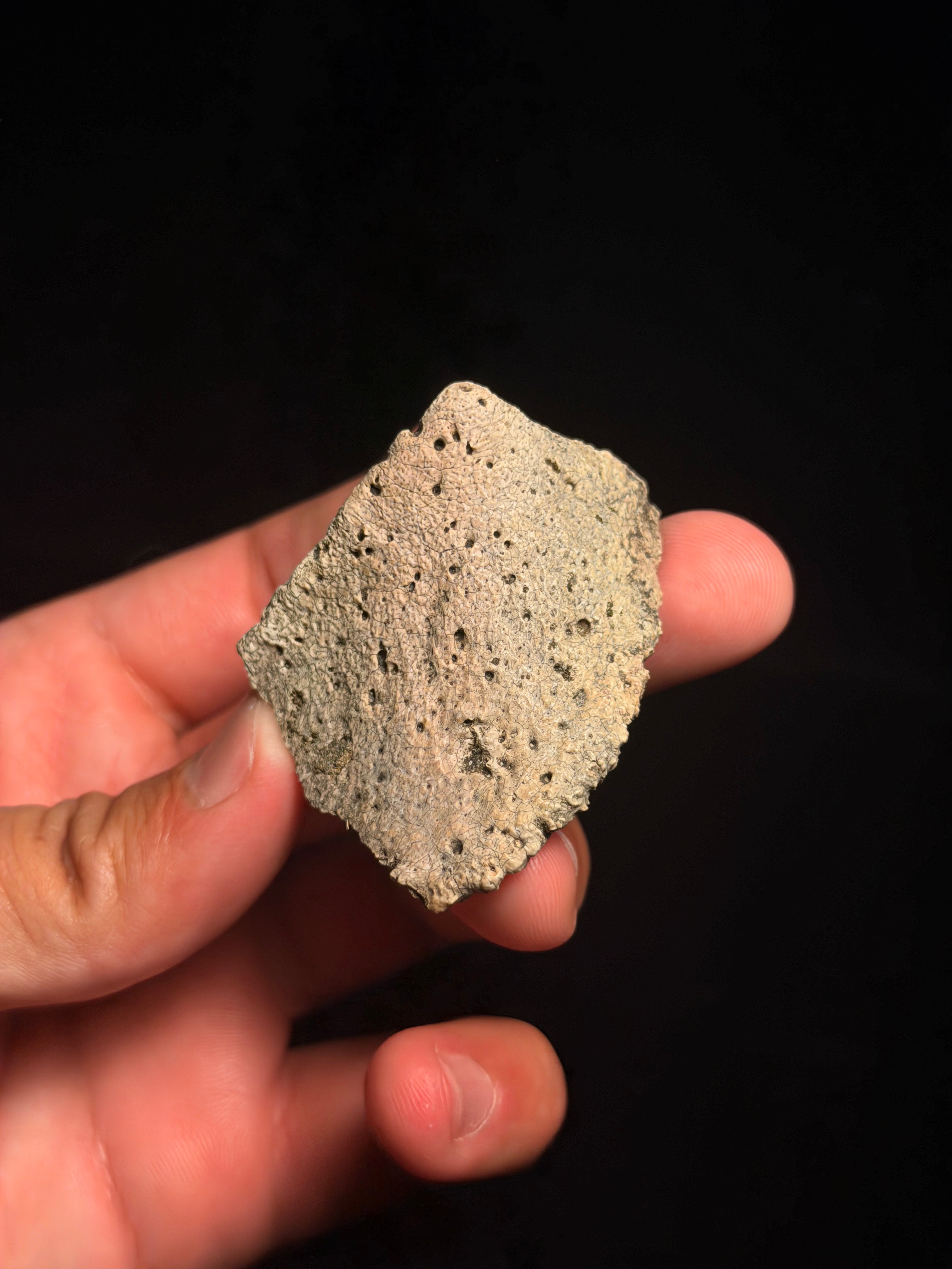 Ankylosaur Scute – 2.24" – Judith River Formation, Montana