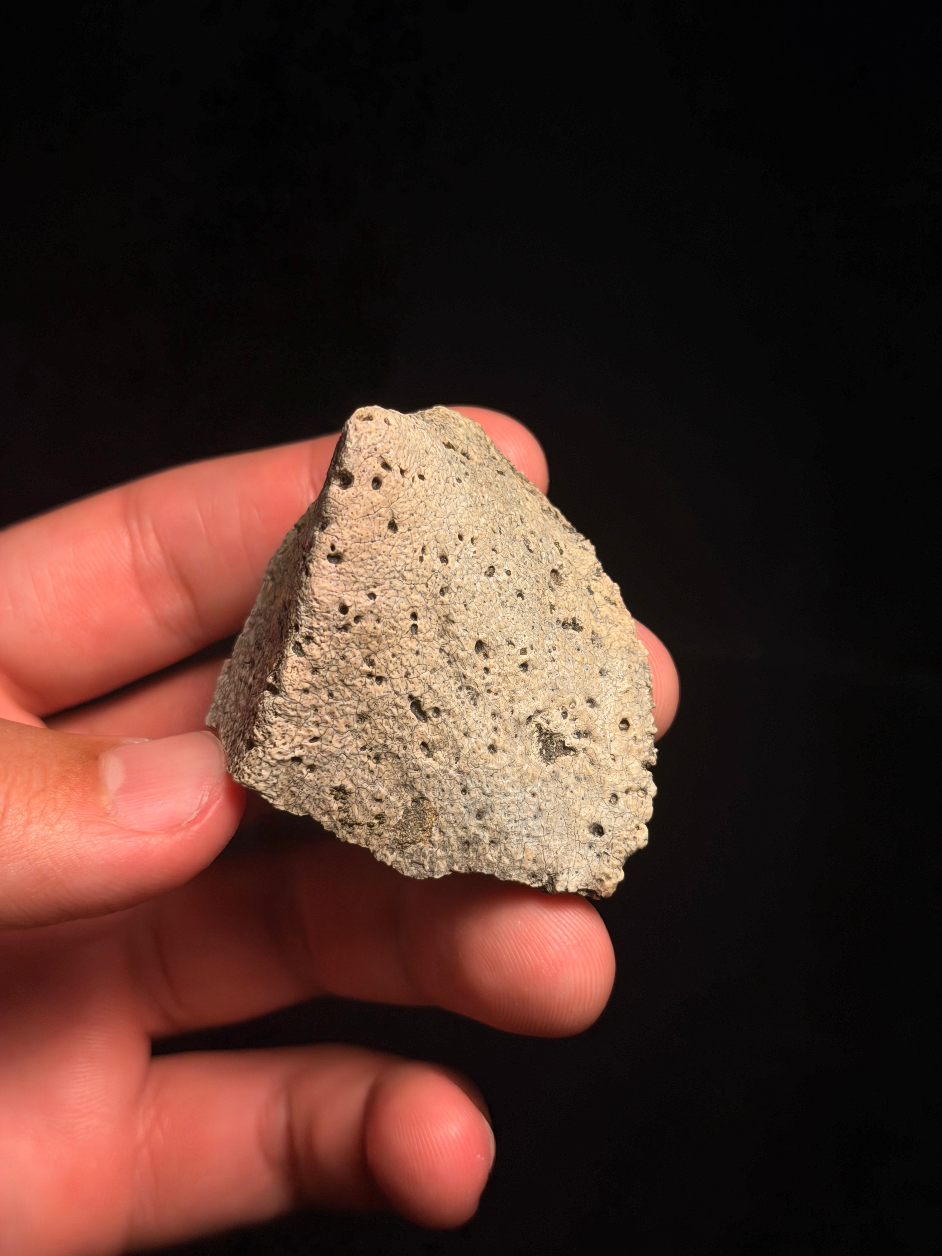 Ankylosaur Scute – 2.24" – Judith River Formation, Montana