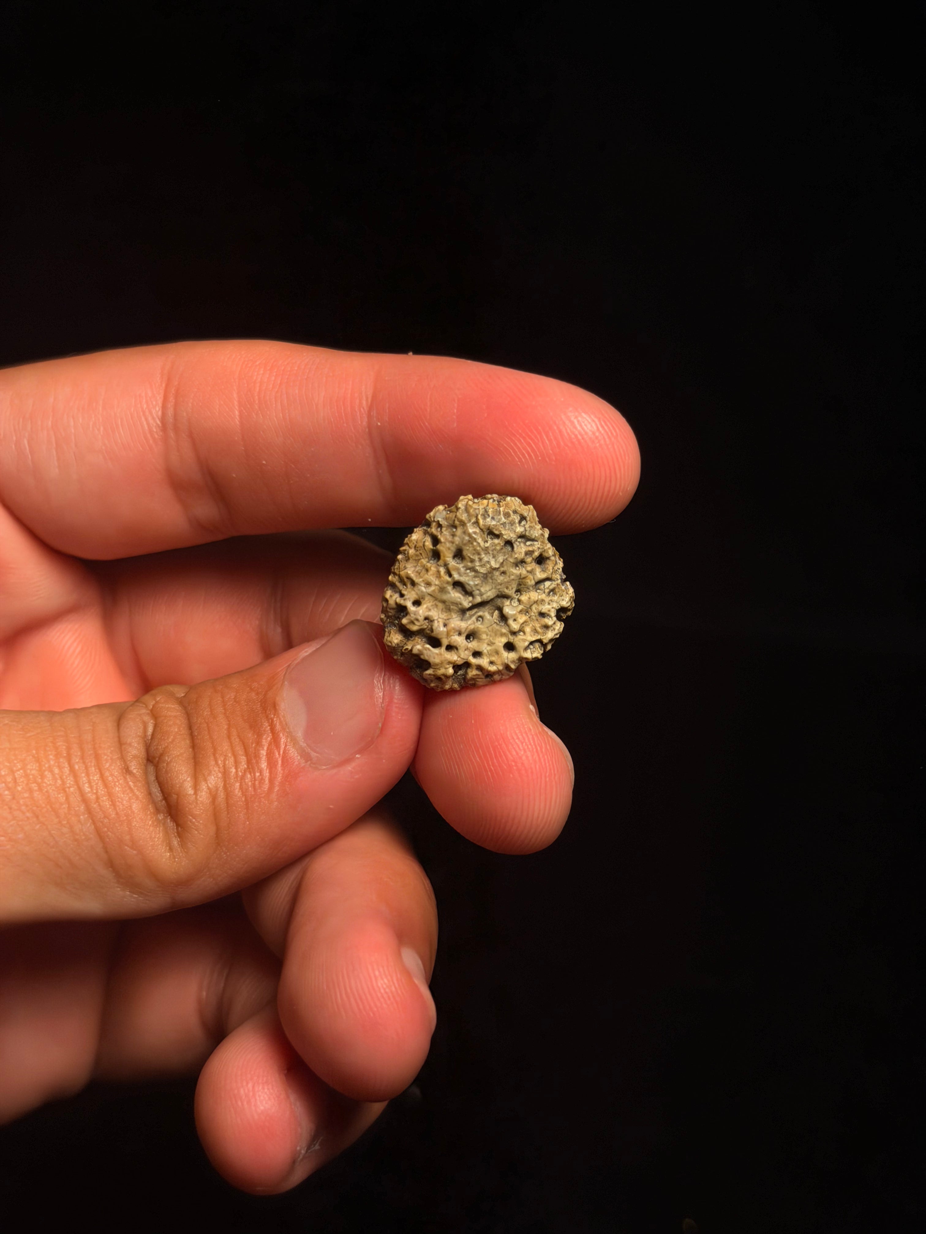 Ankylosaur Scute – 0.83" – Judith River Formation, Montana
