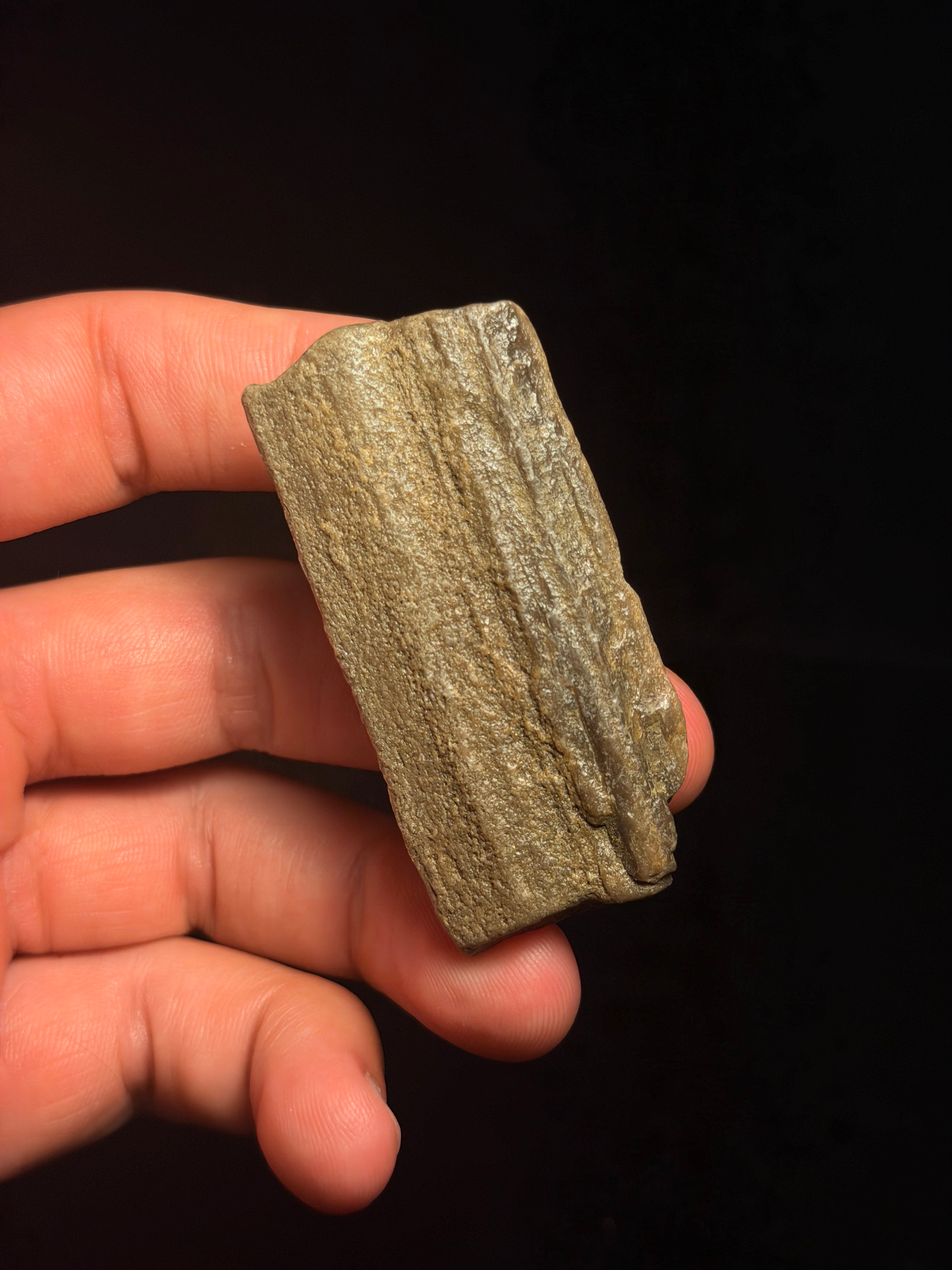 Petrified Wood – 2.45" – Hell Creek Formation, Montana