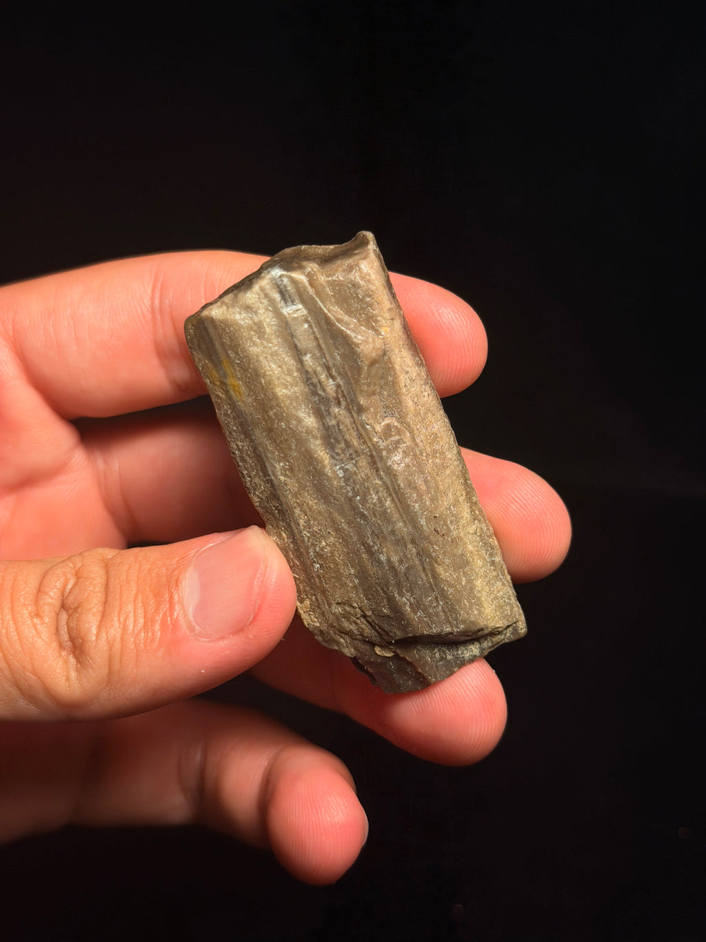 Petrified Wood – 2.45" – Hell Creek Formation, Montana