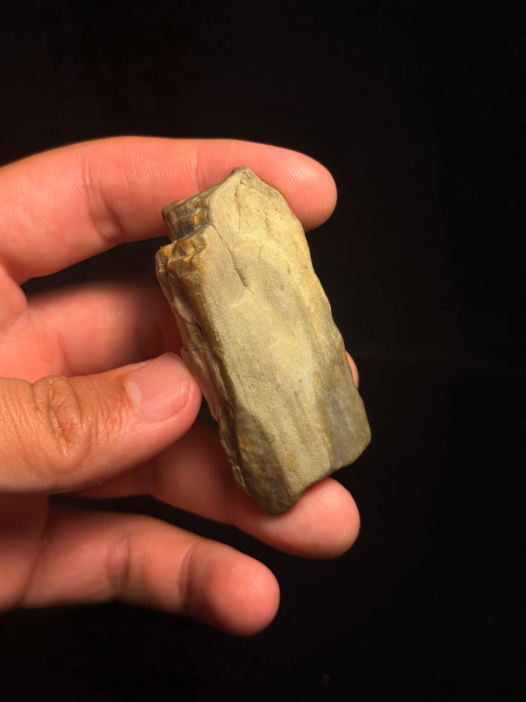 Petrified Wood – 2.66" – Hell Creek Formation, Montana