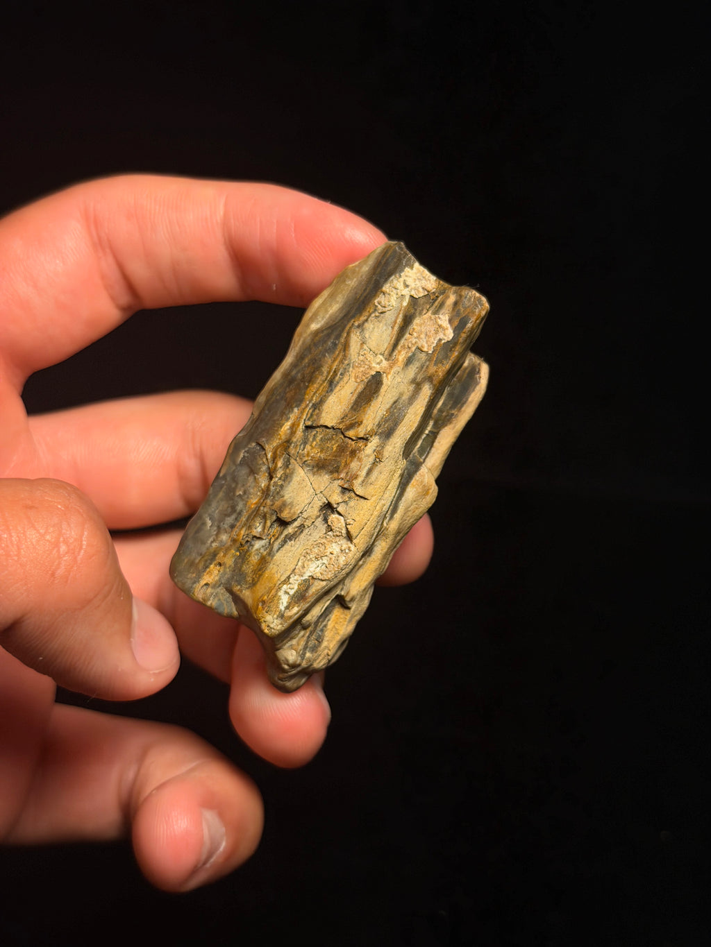Petrified Wood – 2.66" – Hell Creek Formation, Montana