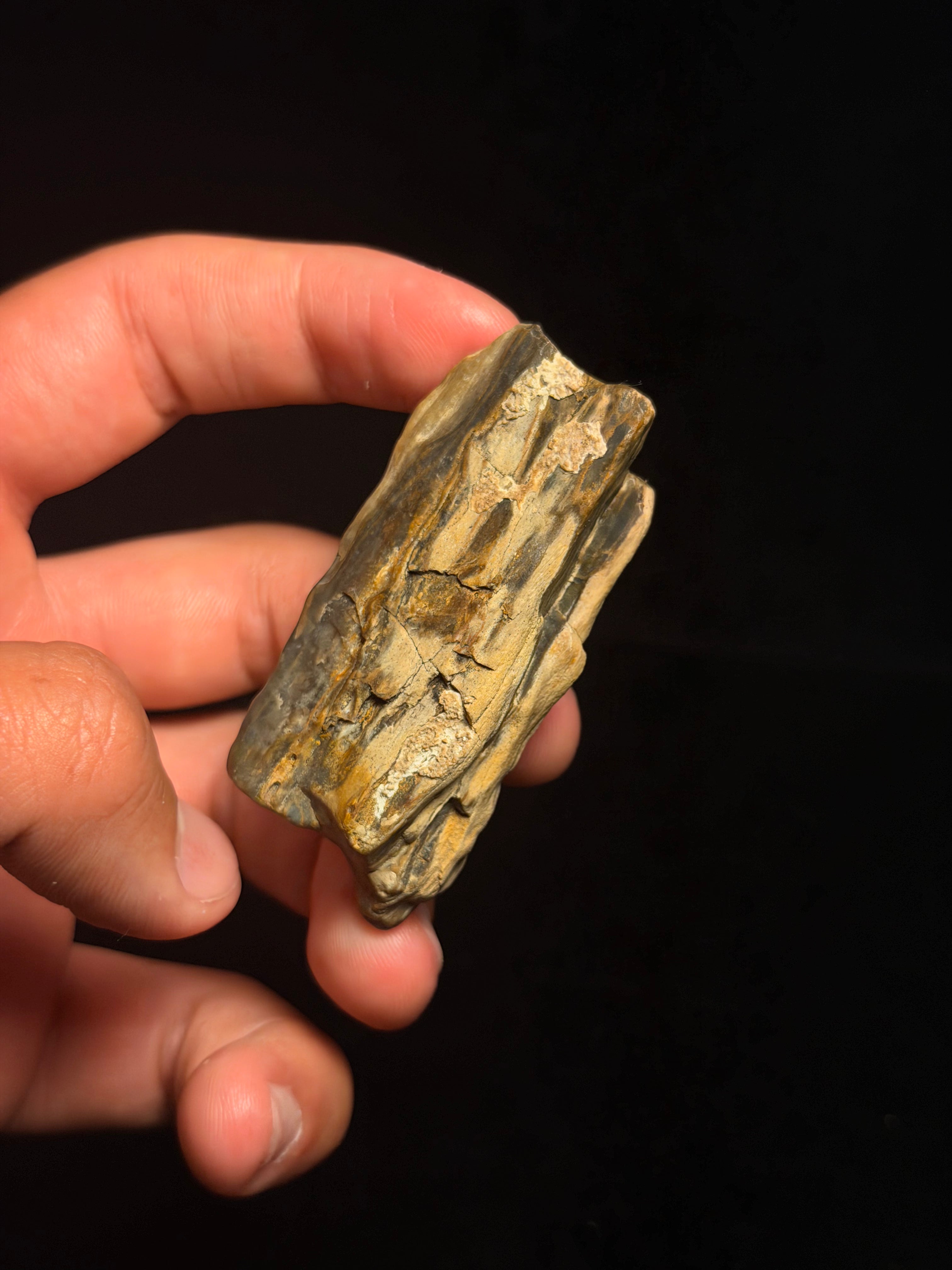 Petrified Wood – 2.66" – Hell Creek Formation, Montana