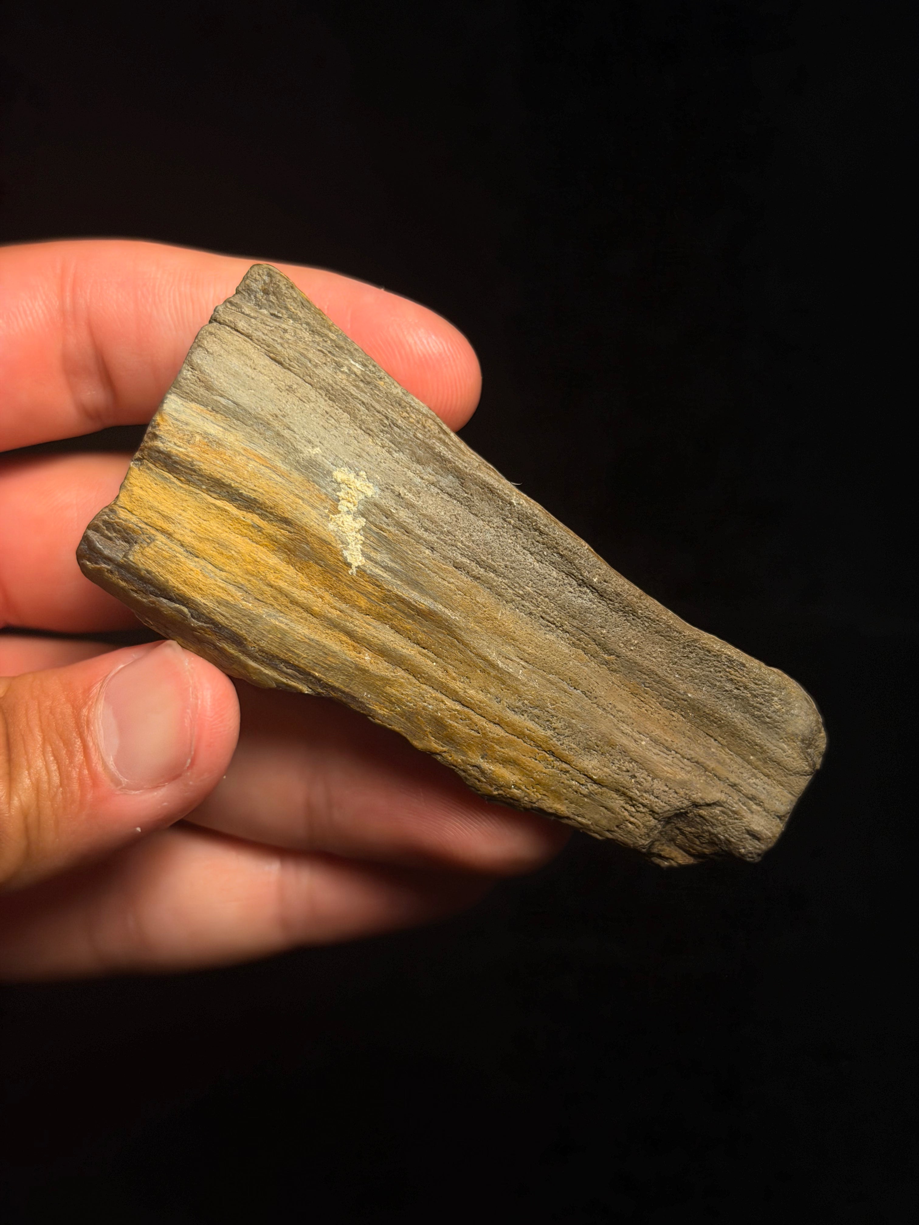 Petrified Wood – 3.31" – Hell Creek Formation, Montana