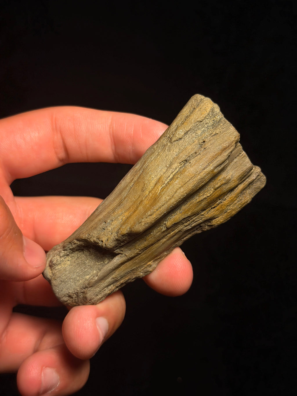Petrified Wood – 3.31" – Hell Creek Formation, Montana