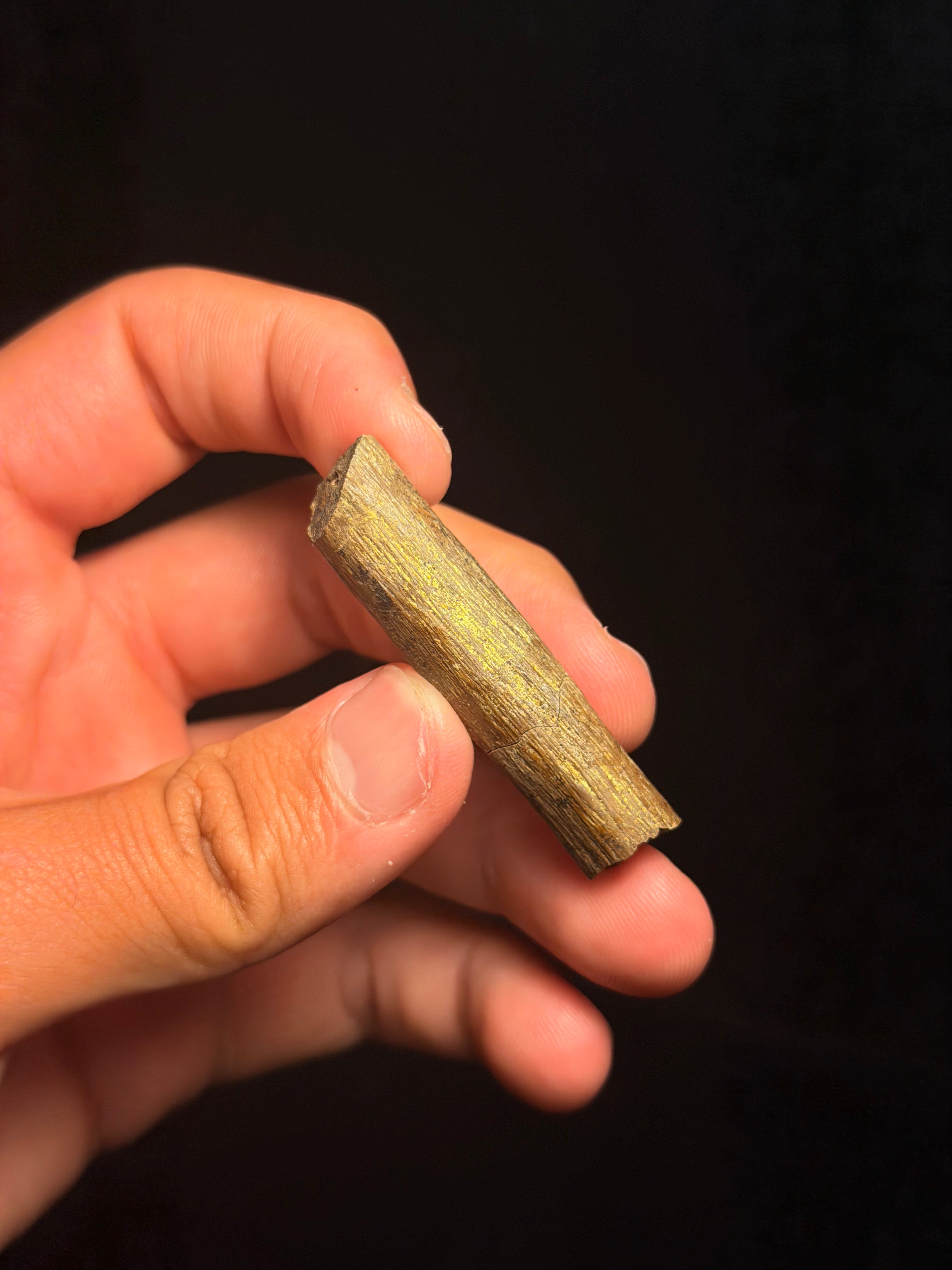 Hadrosaur Ossified Tendon – 2.06" – Lance Formation, Wyoming