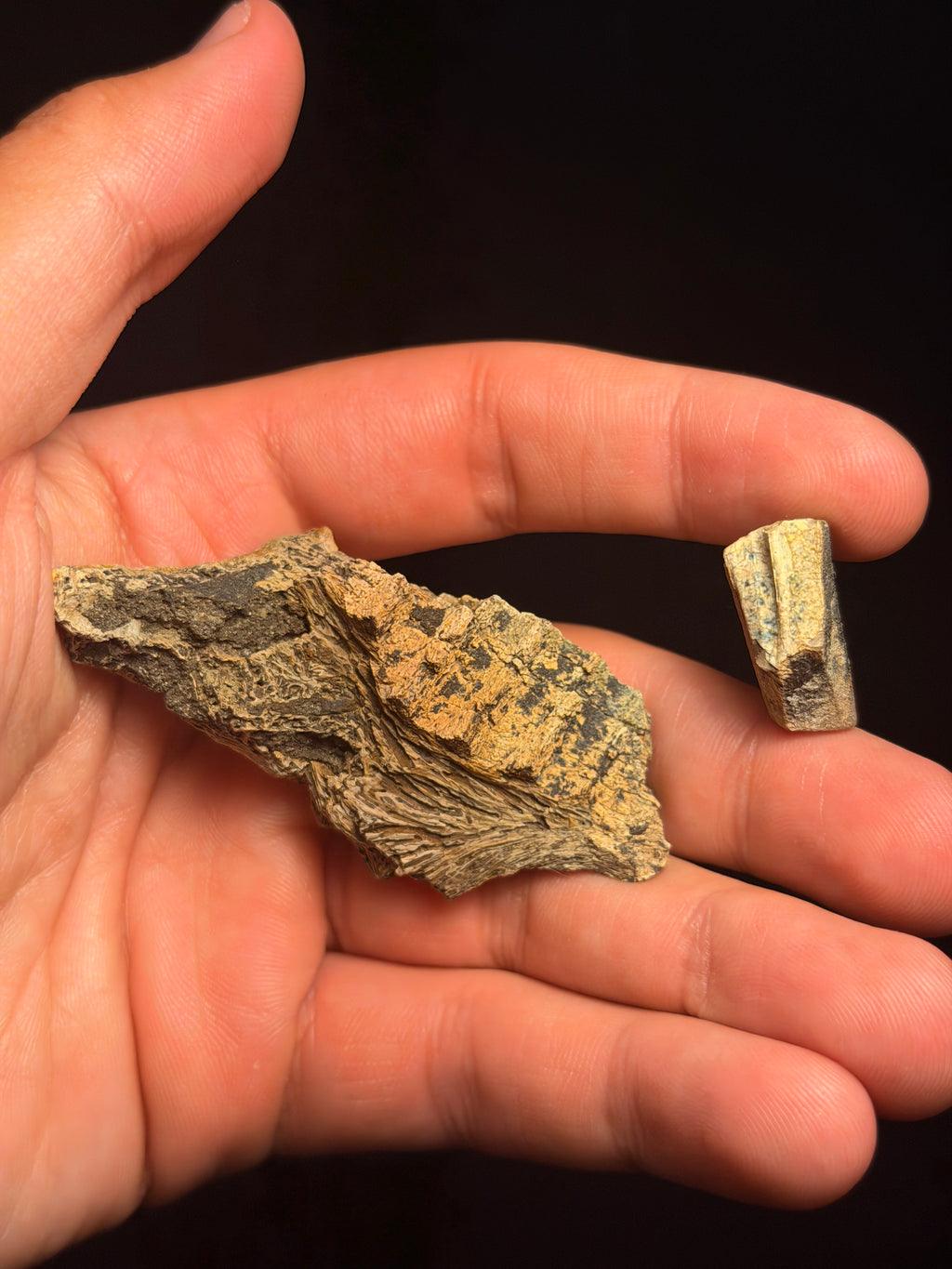 Hadrosaur Jaw Section with Tooth – 2.78" – Judith River/Hell Creek Formation, Montana