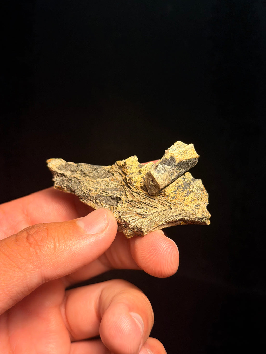 Hadrosaur Jaw Section with Tooth – 2.78" – Judith River/Hell Creek Formation, Montana