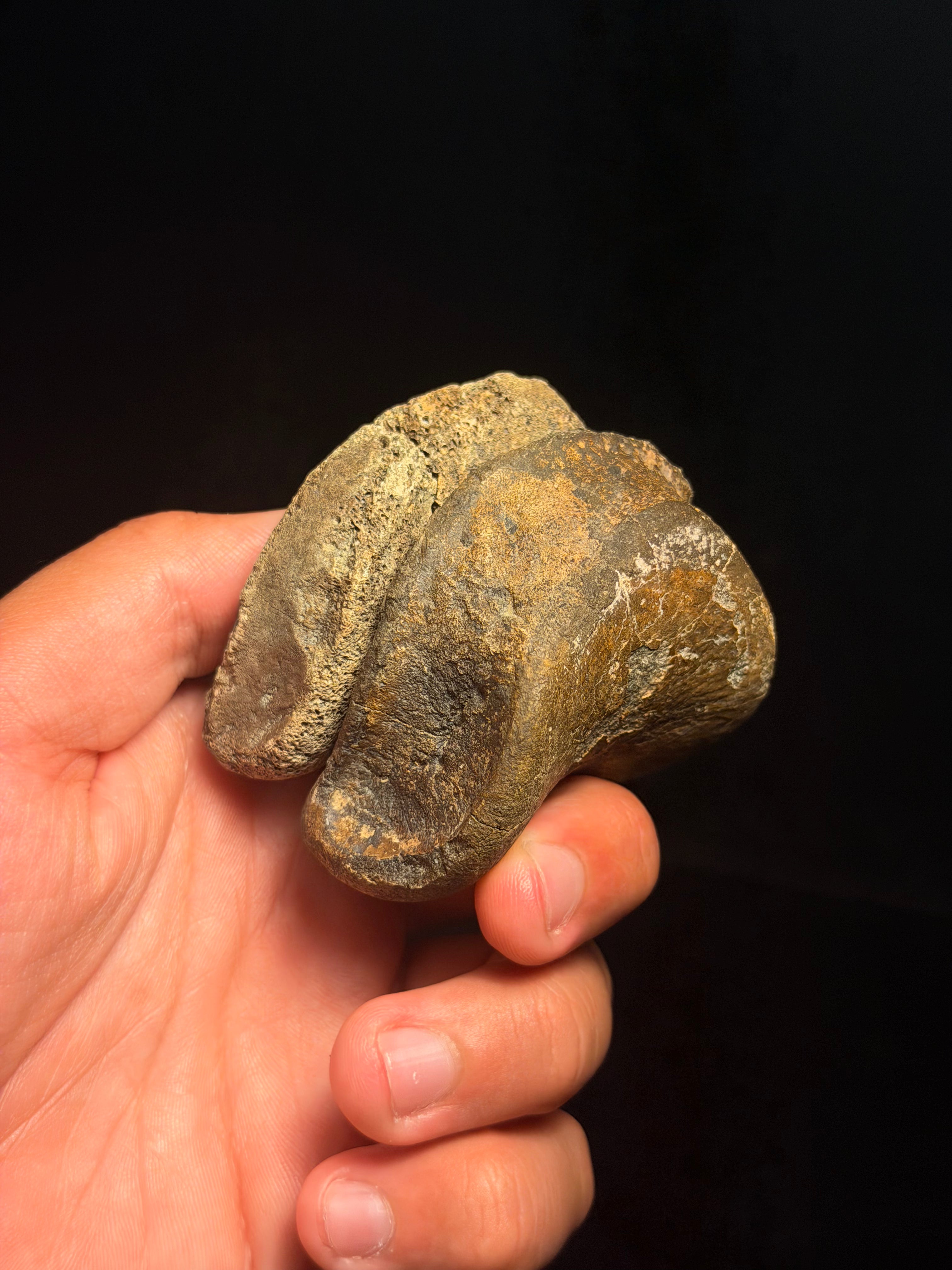 Hadrosaur Phalanges (IV-3 & IV-4) – Associated Pair – Judith River/Hell Creek Formation, Montana