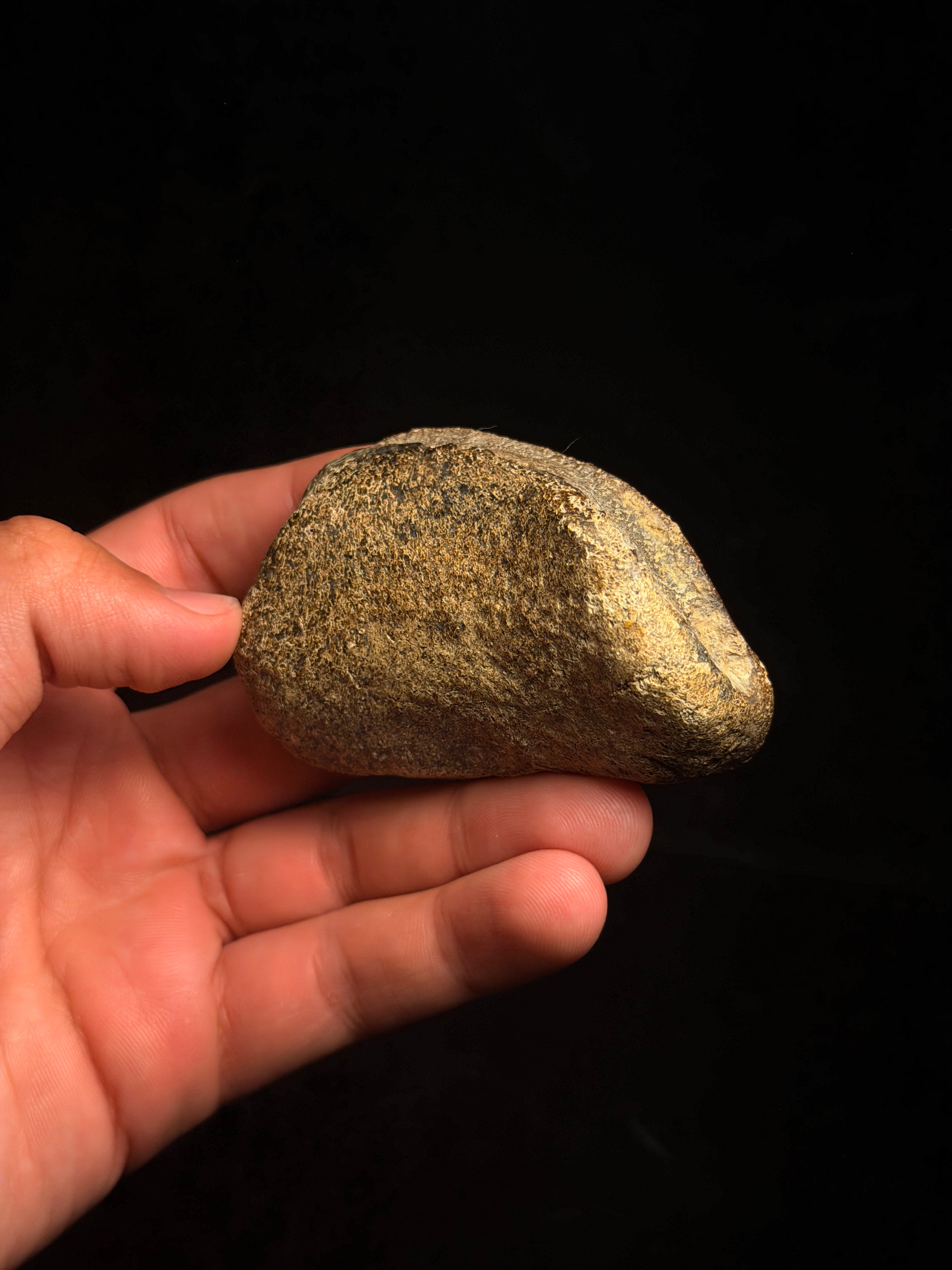 Hadrosaur Phalange – 2.98" – Judith River/Hell Creek Formation, Montana