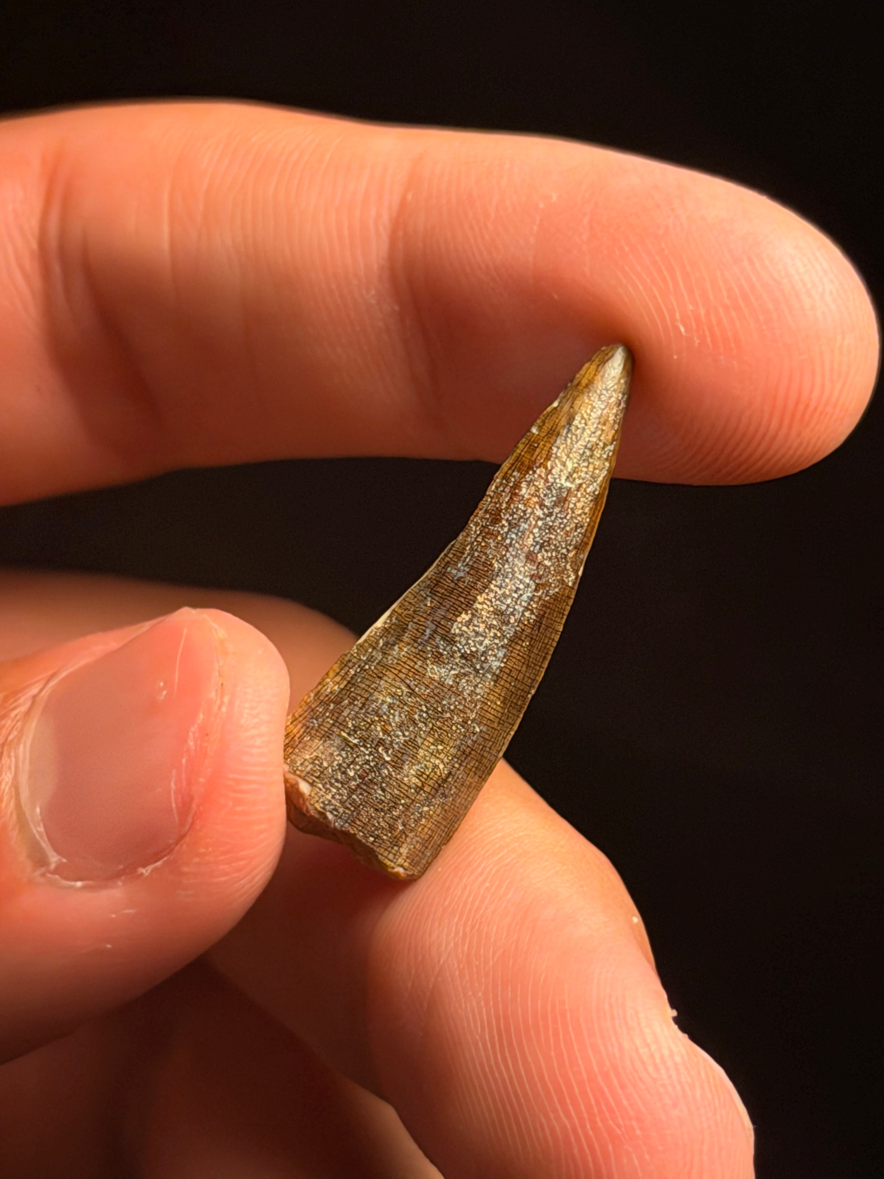 Suchomimus Tooth – 1.20" – Elrhaz Formation, Niger
