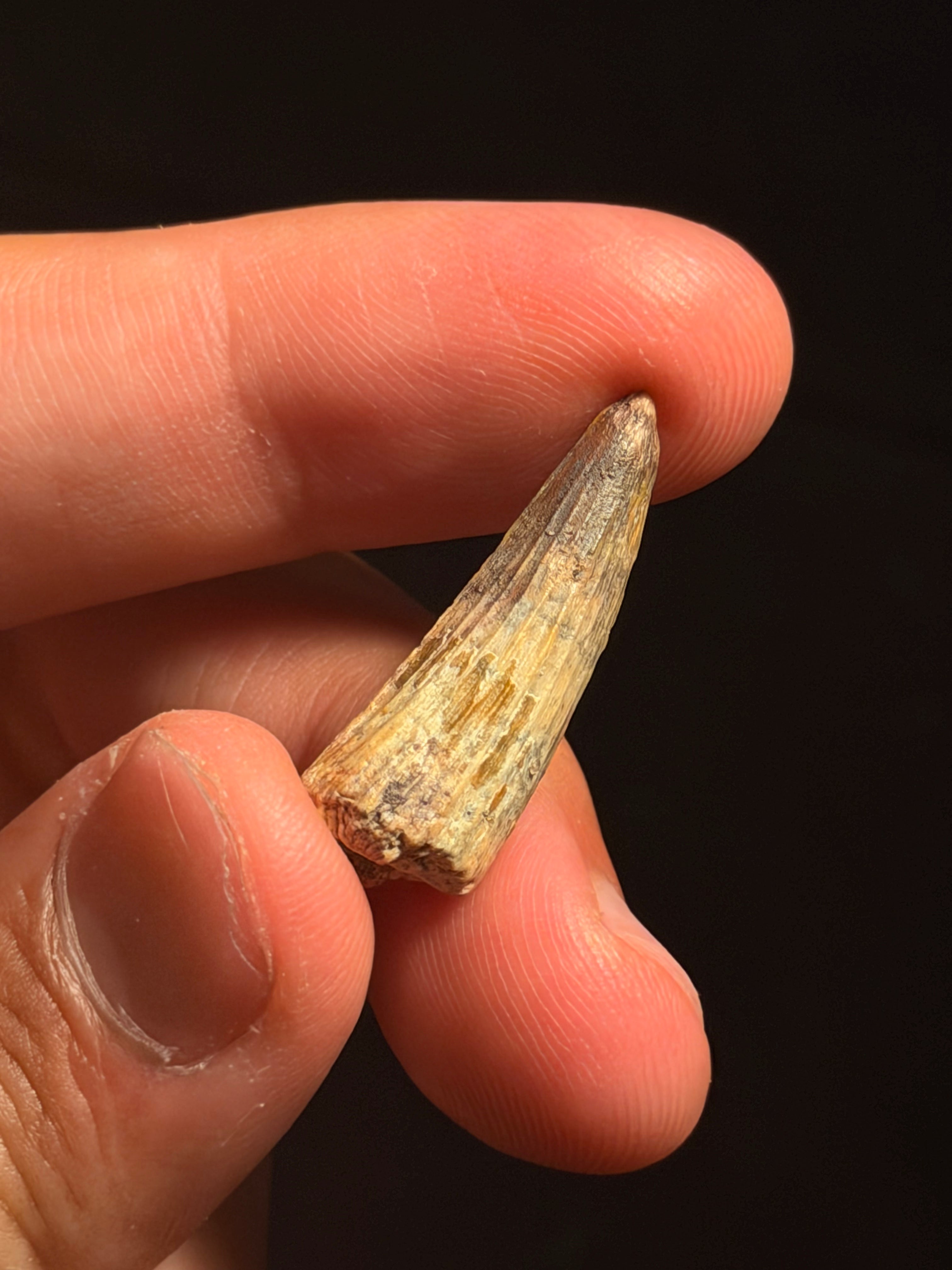Suchomimus Tooth – 1.13" – Elrhaz Formation, Niger