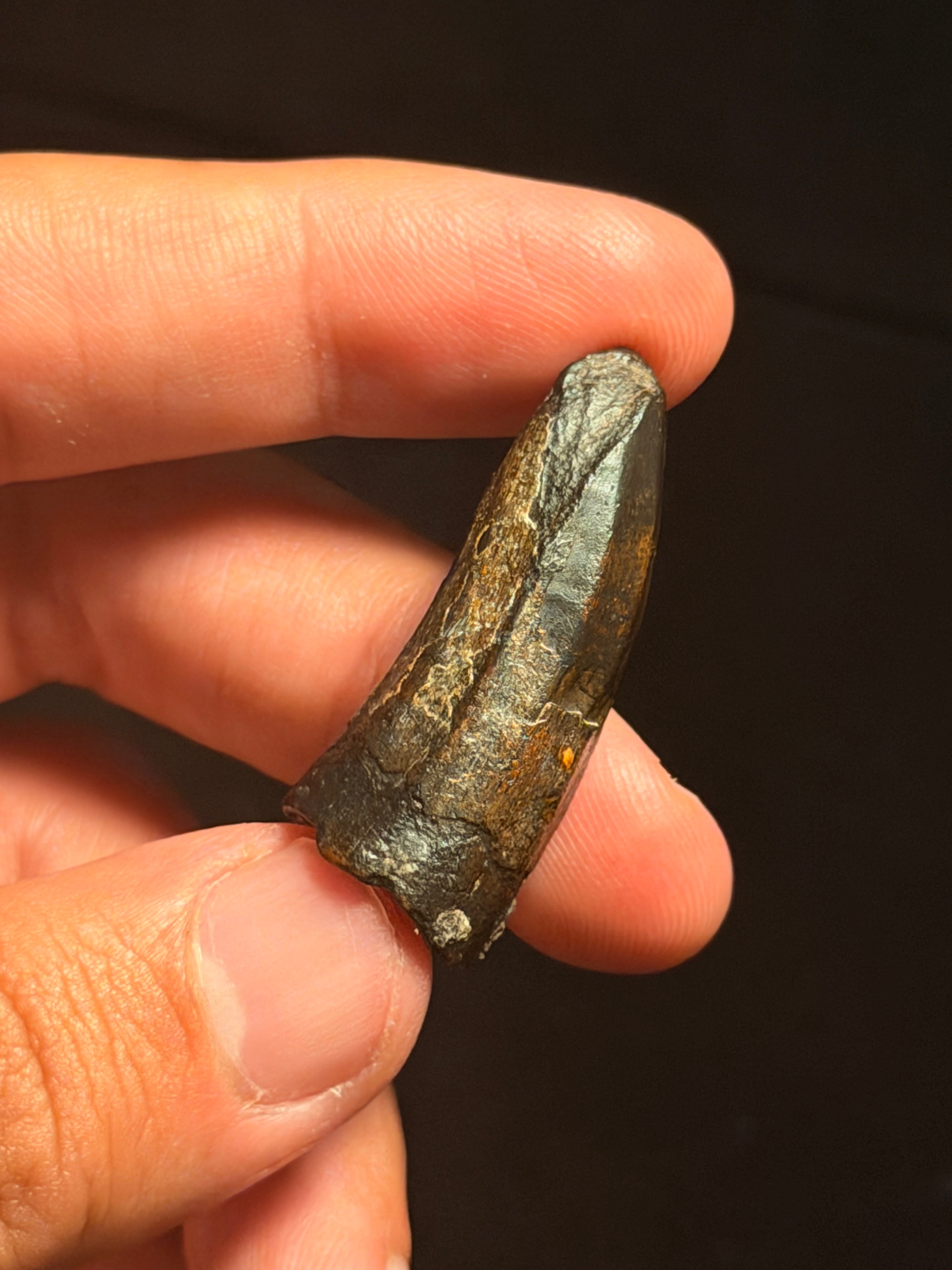 Suchomimus Tooth – 1.57" – Elrhaz Formation, Niger